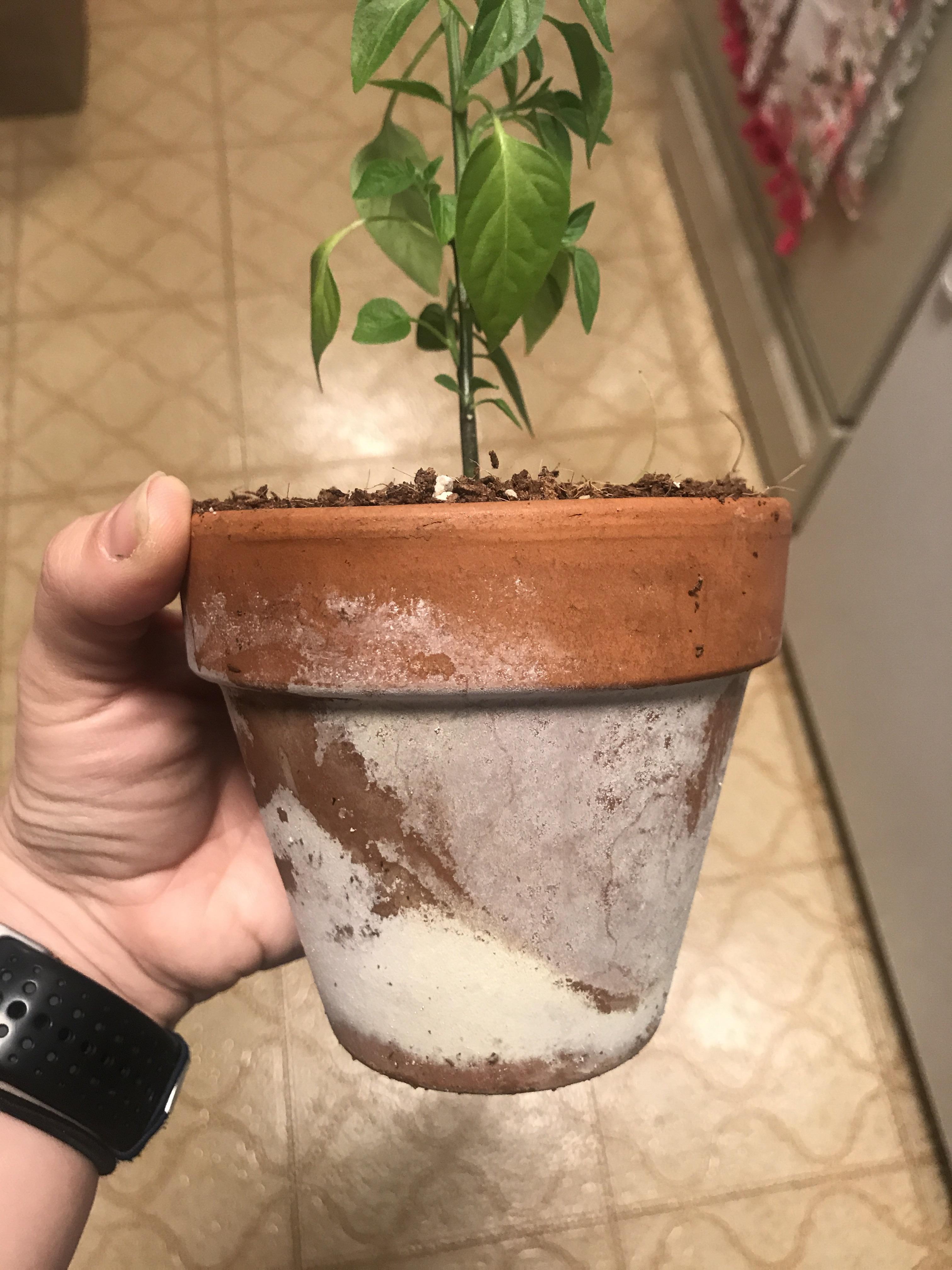 What is this? Is it killing my pepper plant? How to get rid of it? r