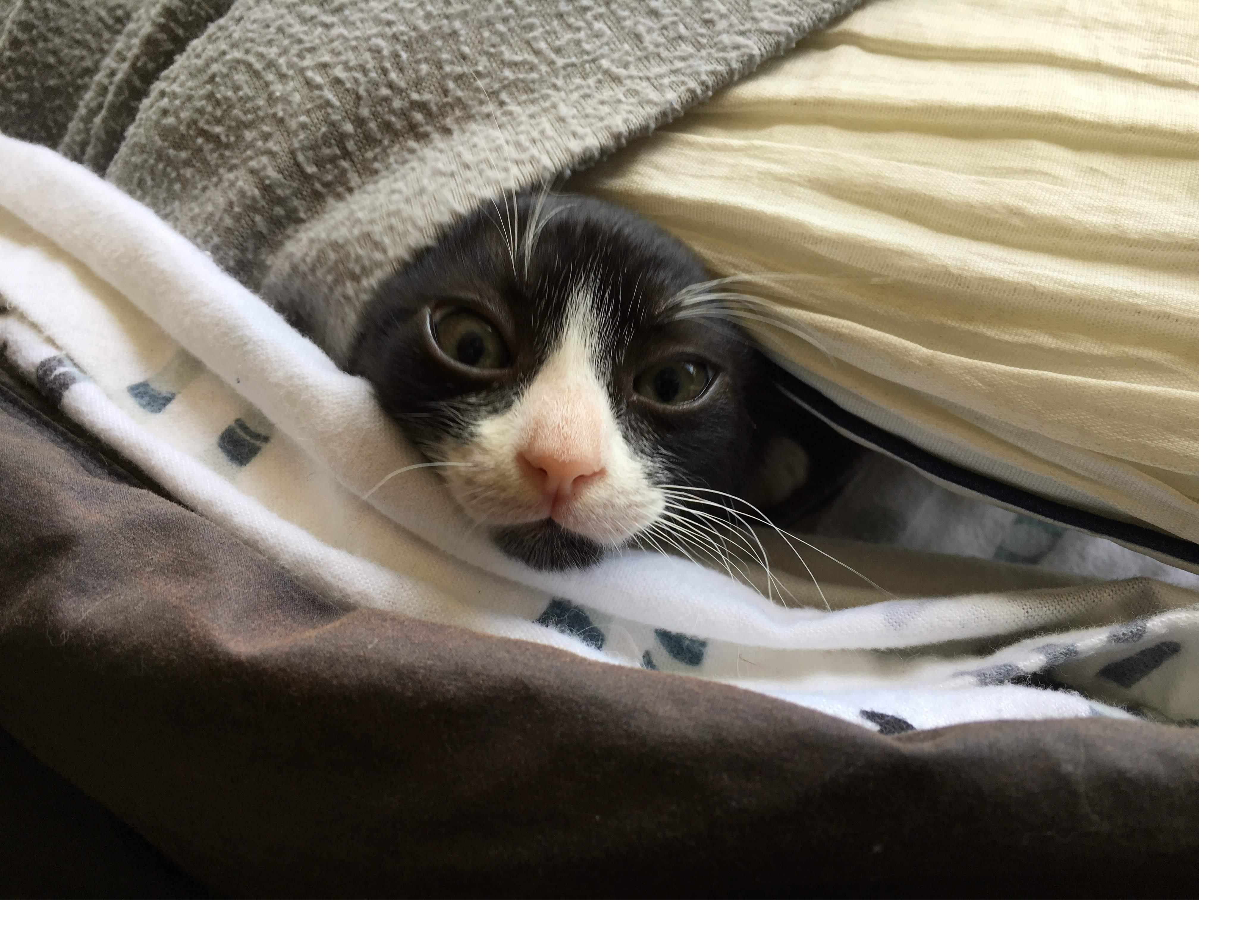 Cat used to sleep in my bed while I was at work. I'd come home and she