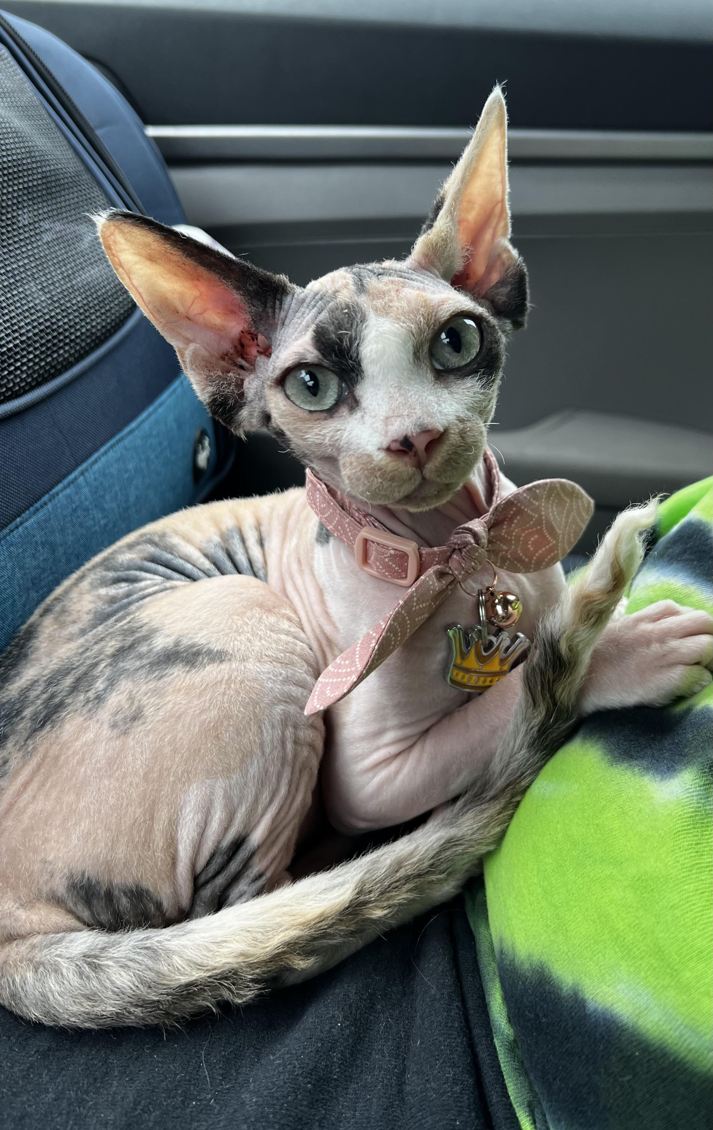 Got my first sphynx today, meet Hazel! General tips appreciated, I’ve had cats in the past but