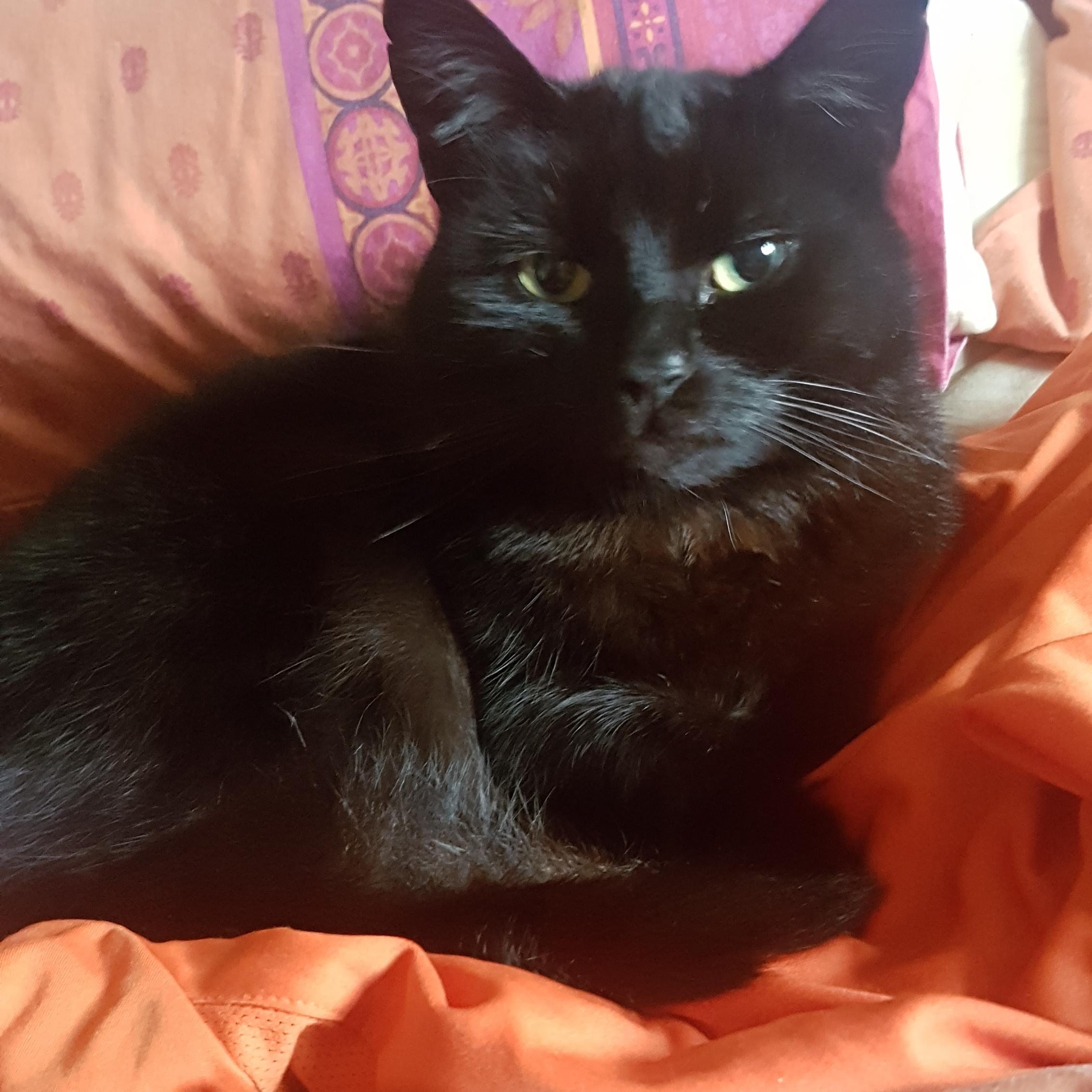 This is Fenton. My SOs rescue cat who I found curled up on my top today after I got in from work