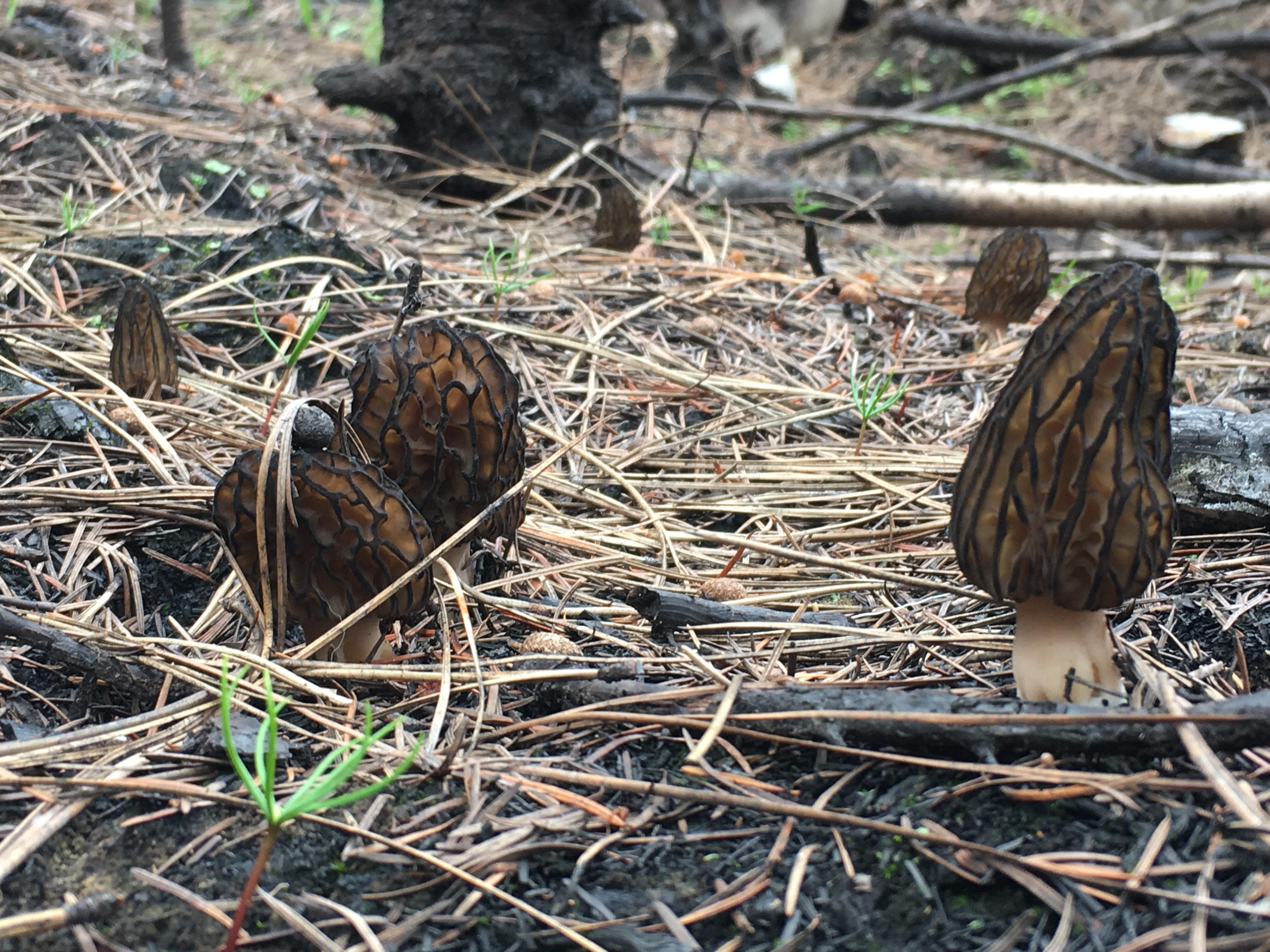Morel hunting in Montana. r/Mushrooms