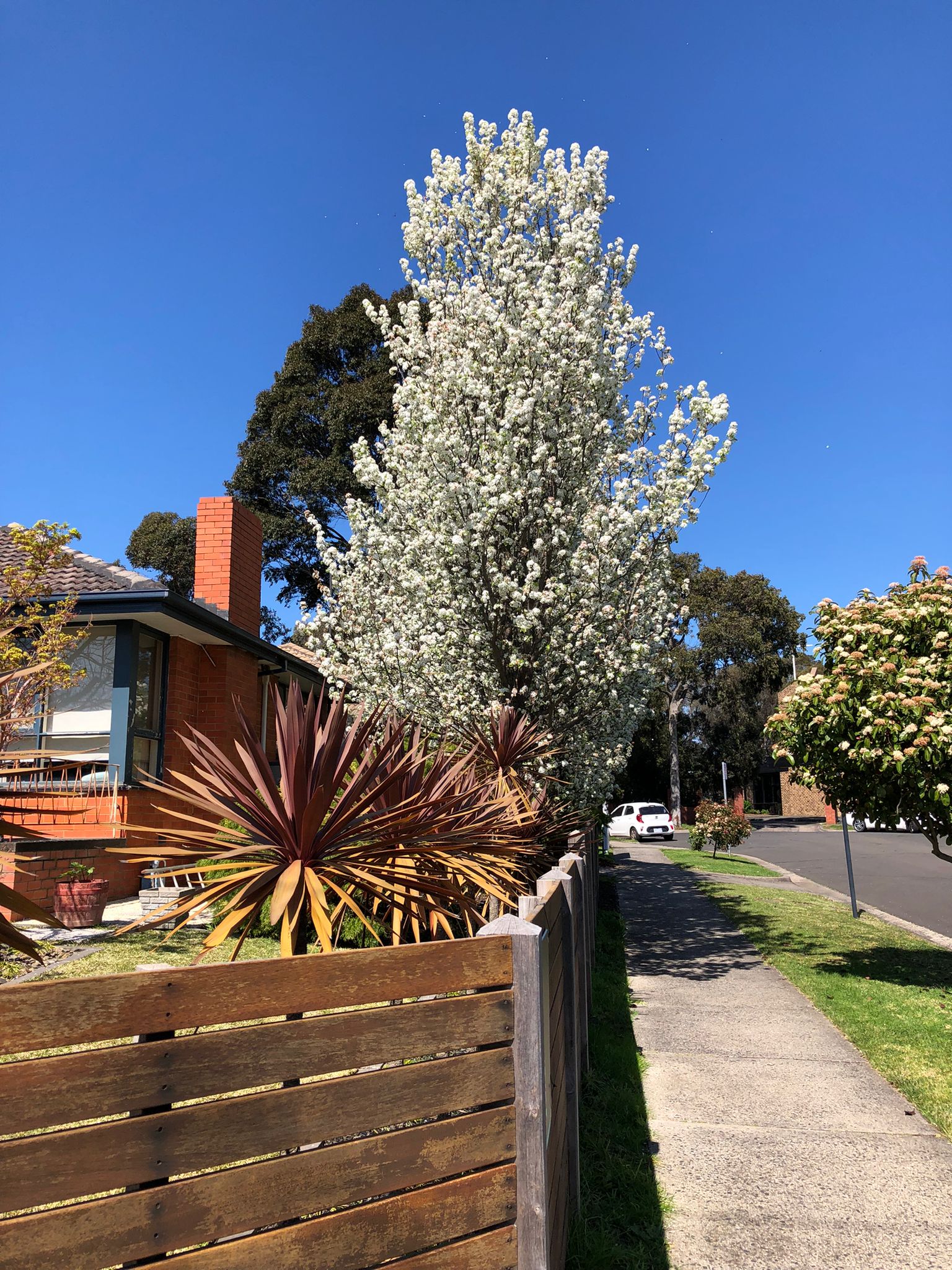 What are these trees with pretty white flowers that smell like the sea? r/melbourne