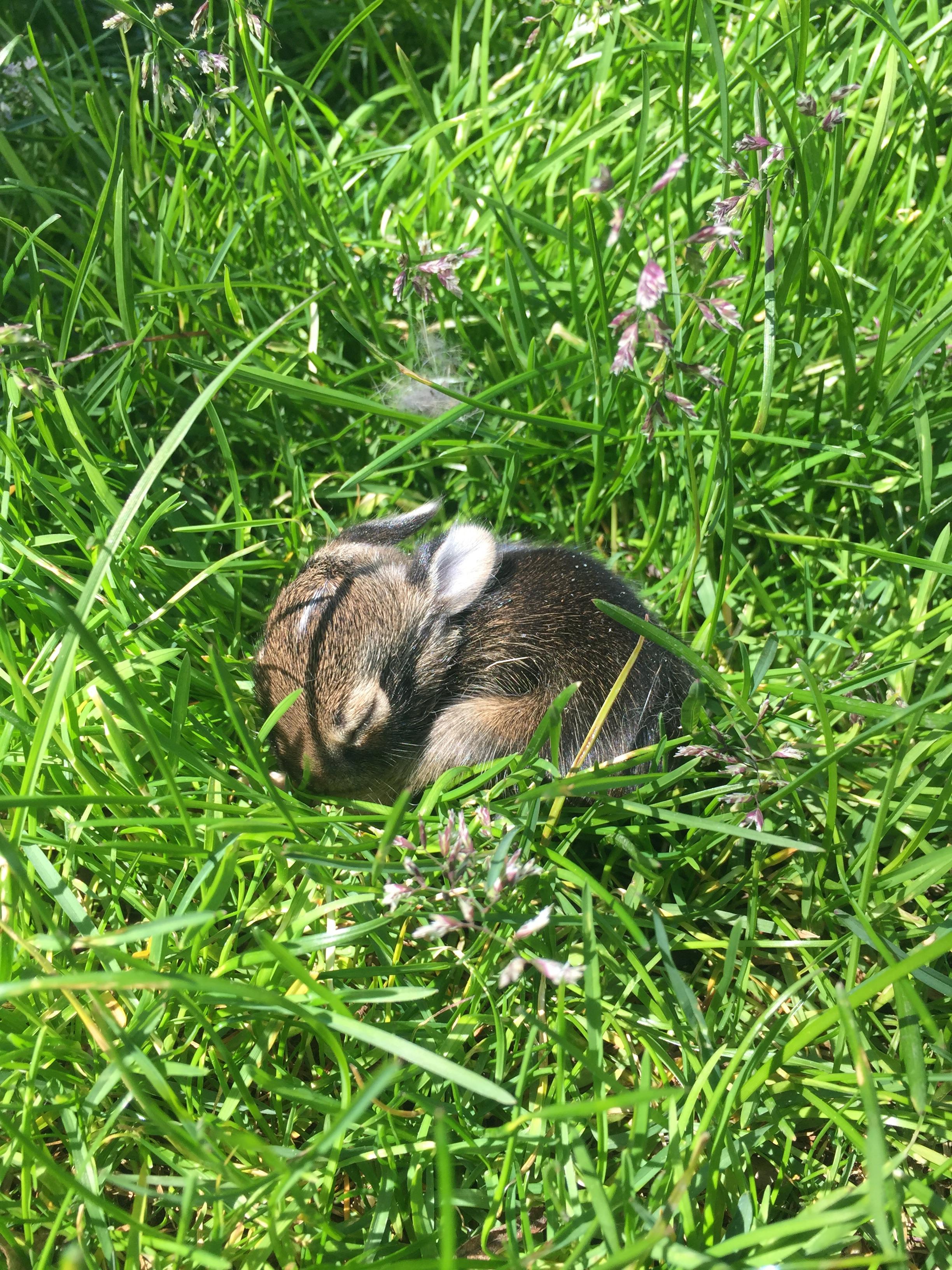 My golden discovered a bunny burrow and brought out a friend. r/aww