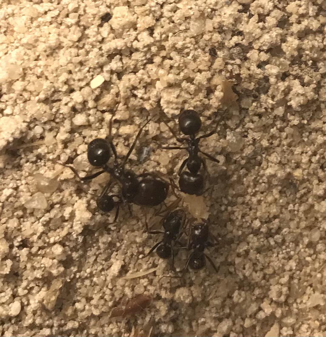 Ant Bread being eaten by my Messor Barbarus : r/antkeeping