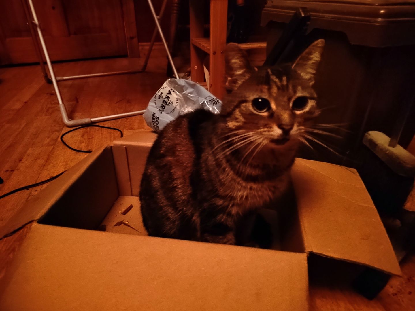 It's a cat in a box r/cats