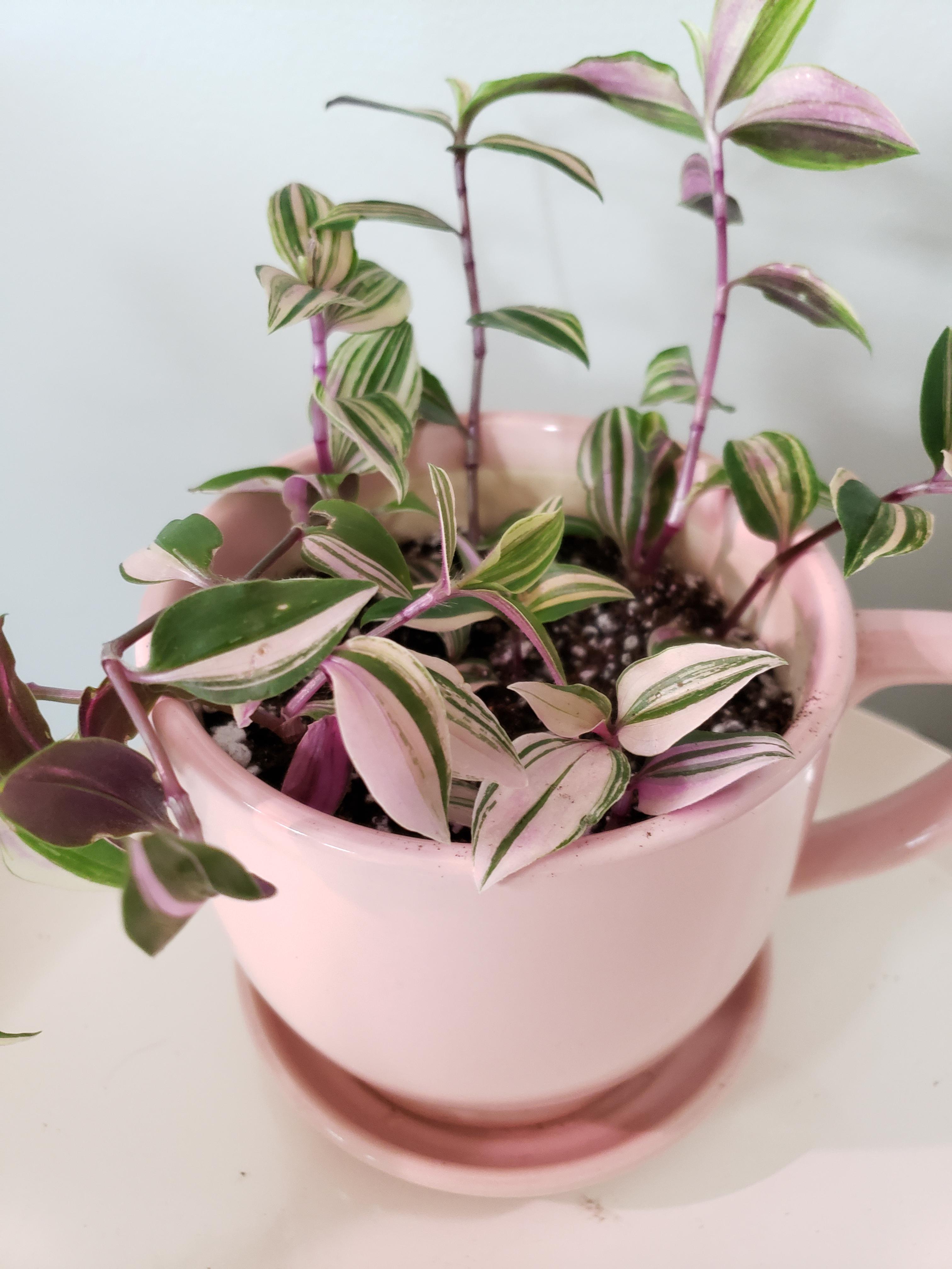 A perfect pink planter for my Tradescantia Tricolor! 😀 r/houseplants