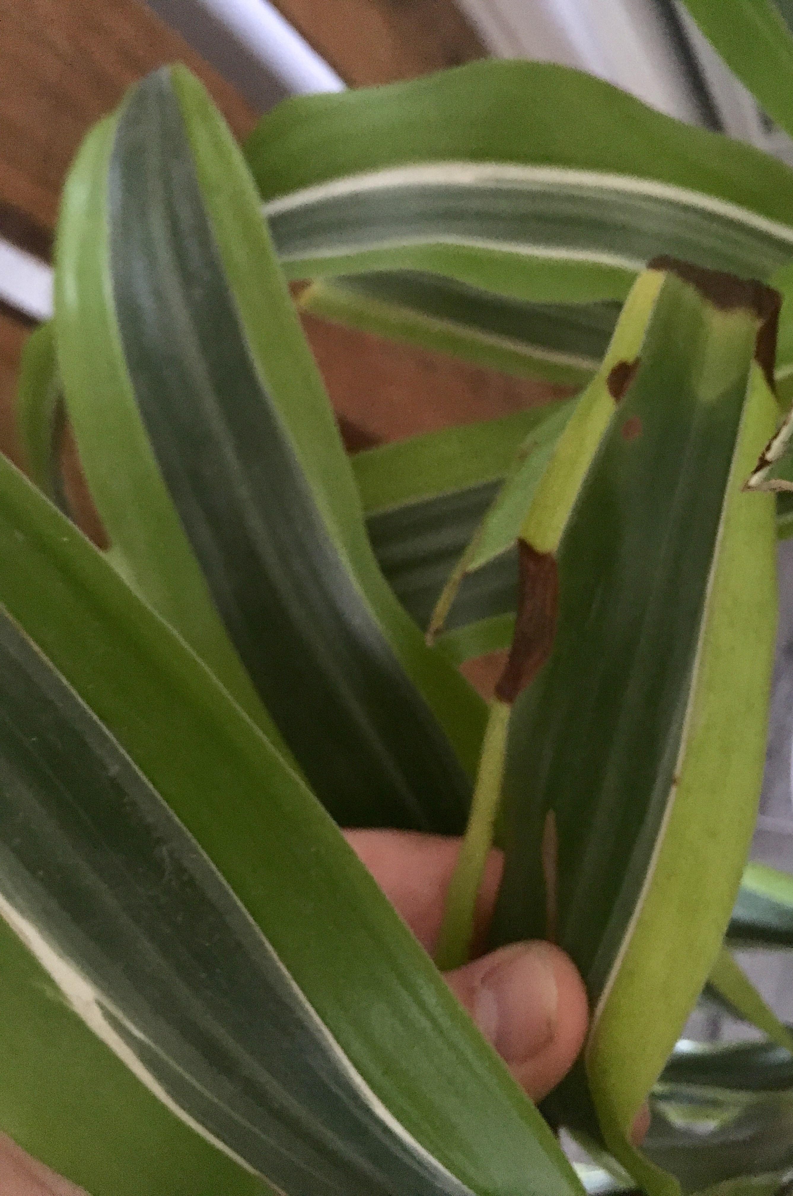 Awasome Lemon Lime Dracaena Brown Leaves Ideas