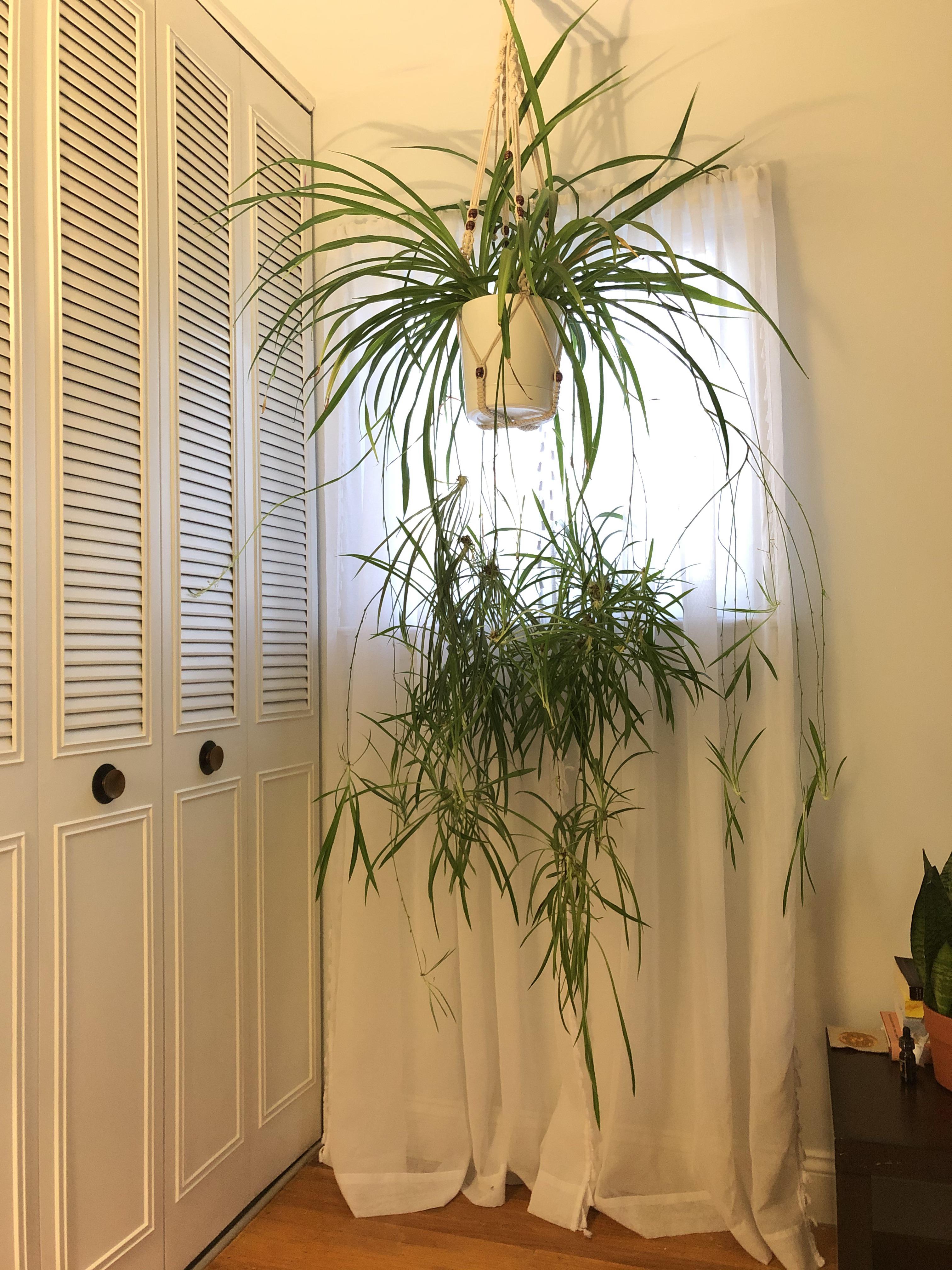 I rescued this spider plant as a single pup a few years ago. Look at