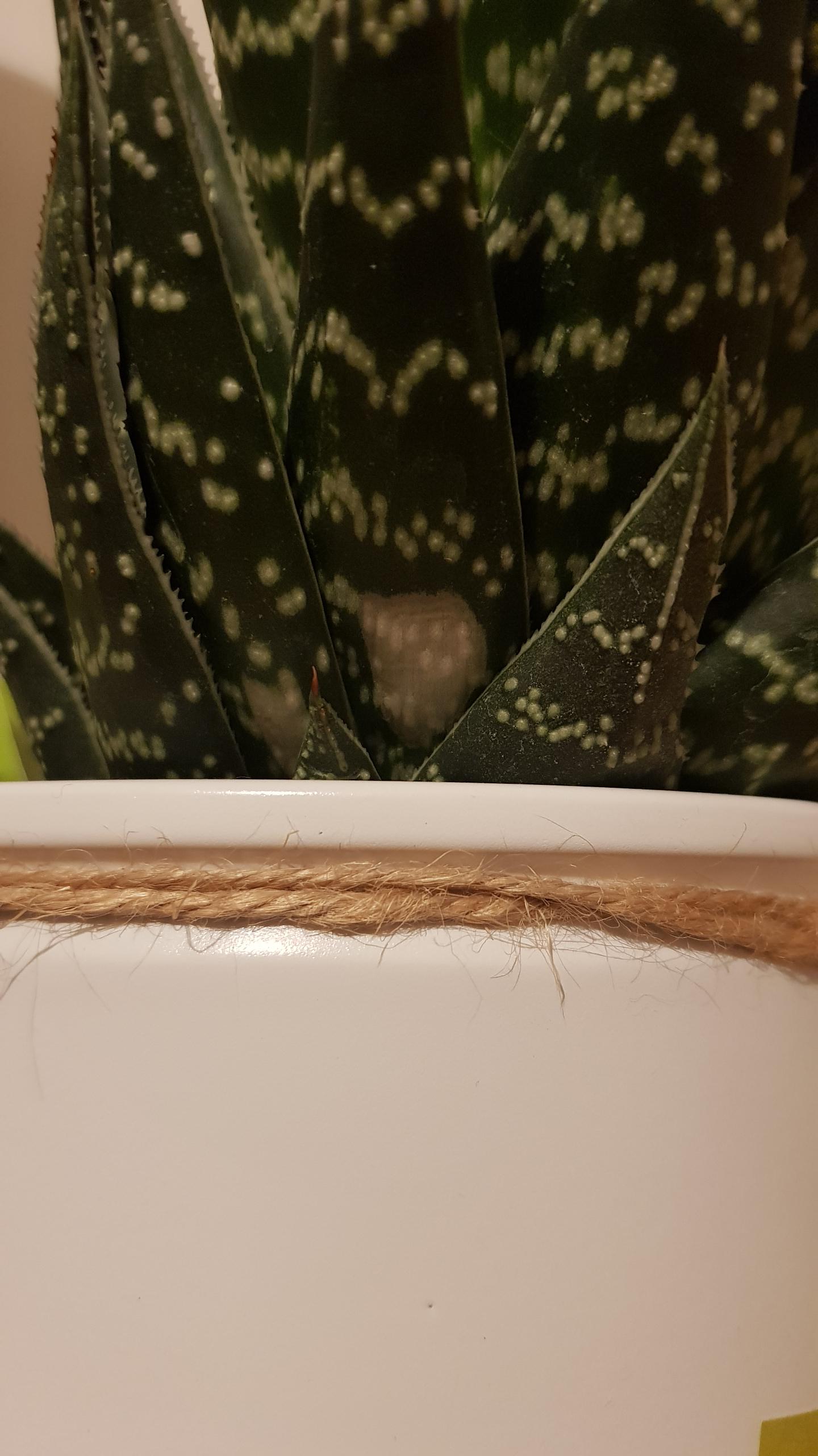 Why does my Aloe Vera have white patches? r/AloeVera