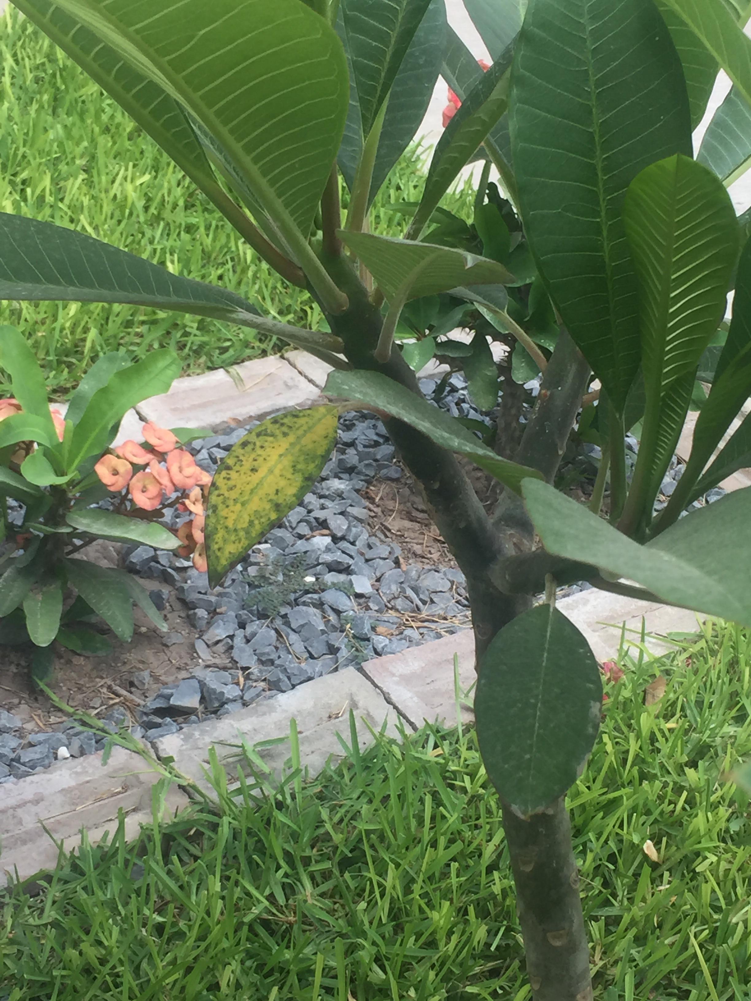 Can someone help me!! Why are my plumeria leaves turning yellow r