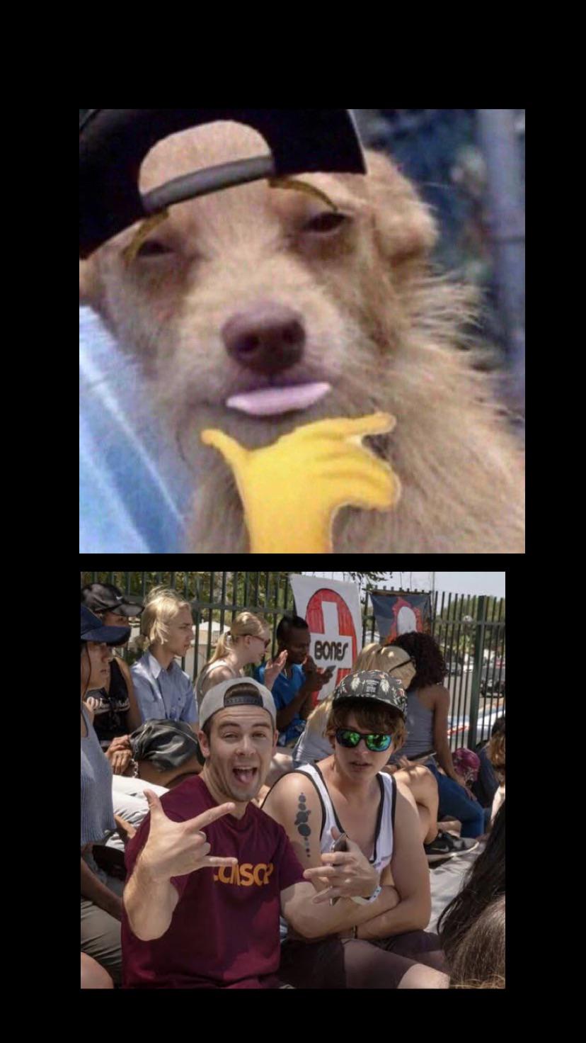 This dog looks like Cody in The Real Bros of Simi Valley😳 r/codyko