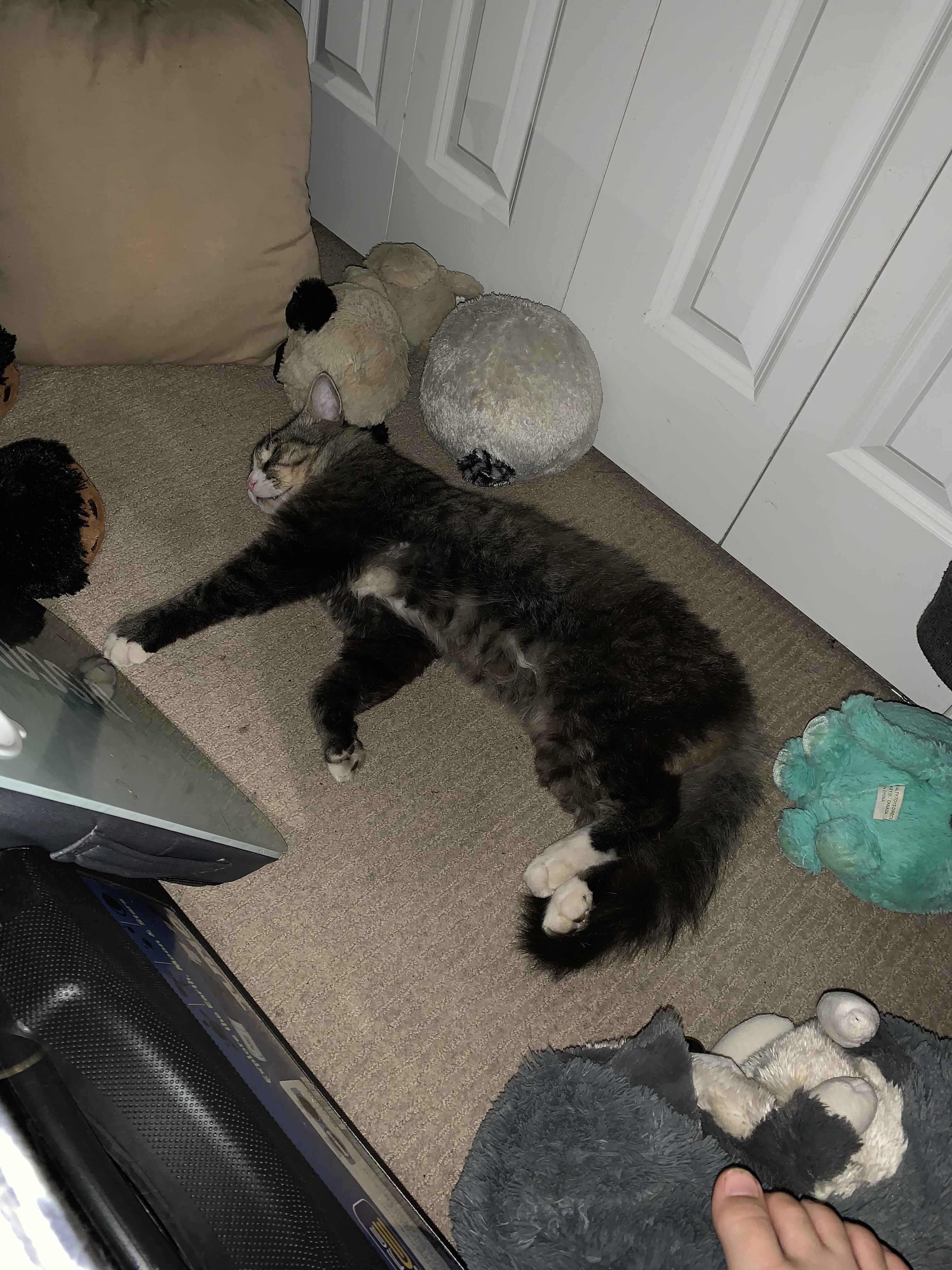 Woke up to find an unknown cat in my room r/Eyebleach