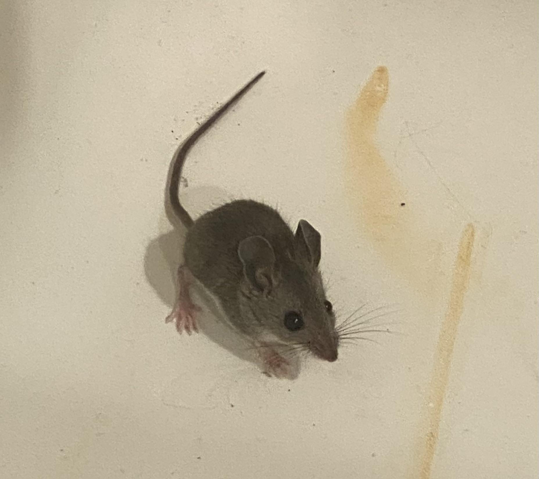 Deer Mouse or House Mouse? (Los Angeles, CA) r/animalid