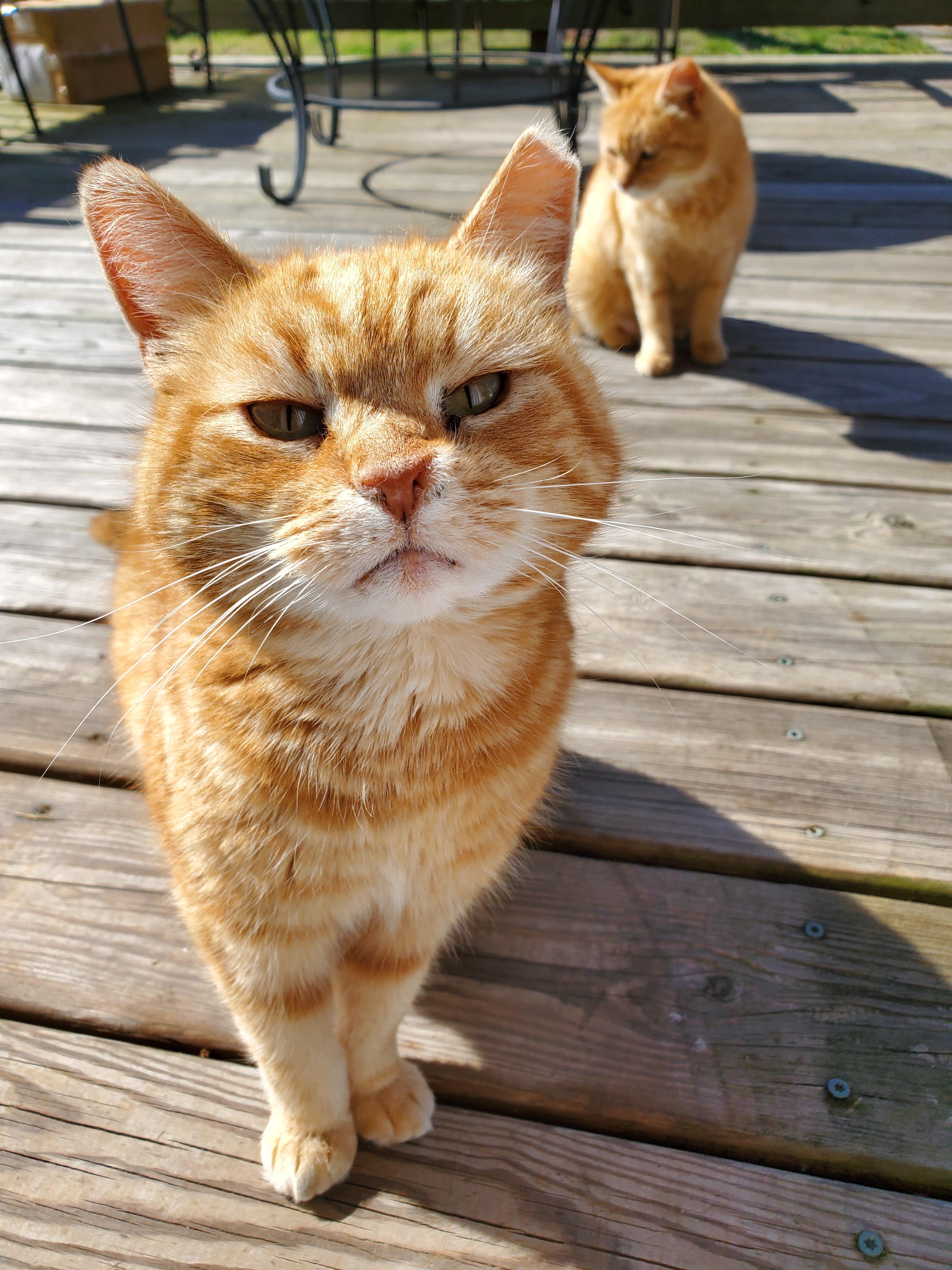 One of the outdoor cats I've been caring for, for three years! r