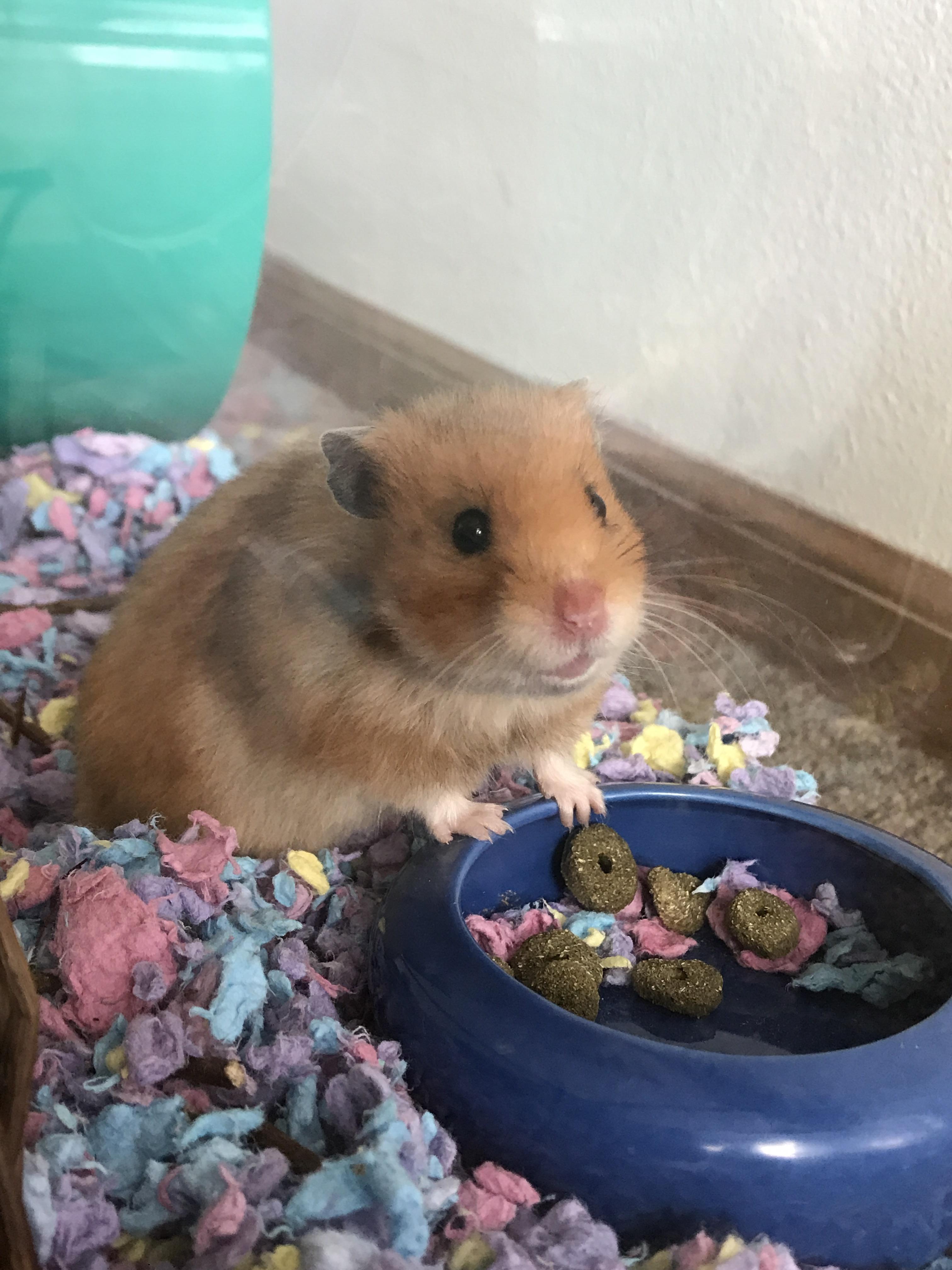 Meep peacefully went in her sleep last night. She was with us for two