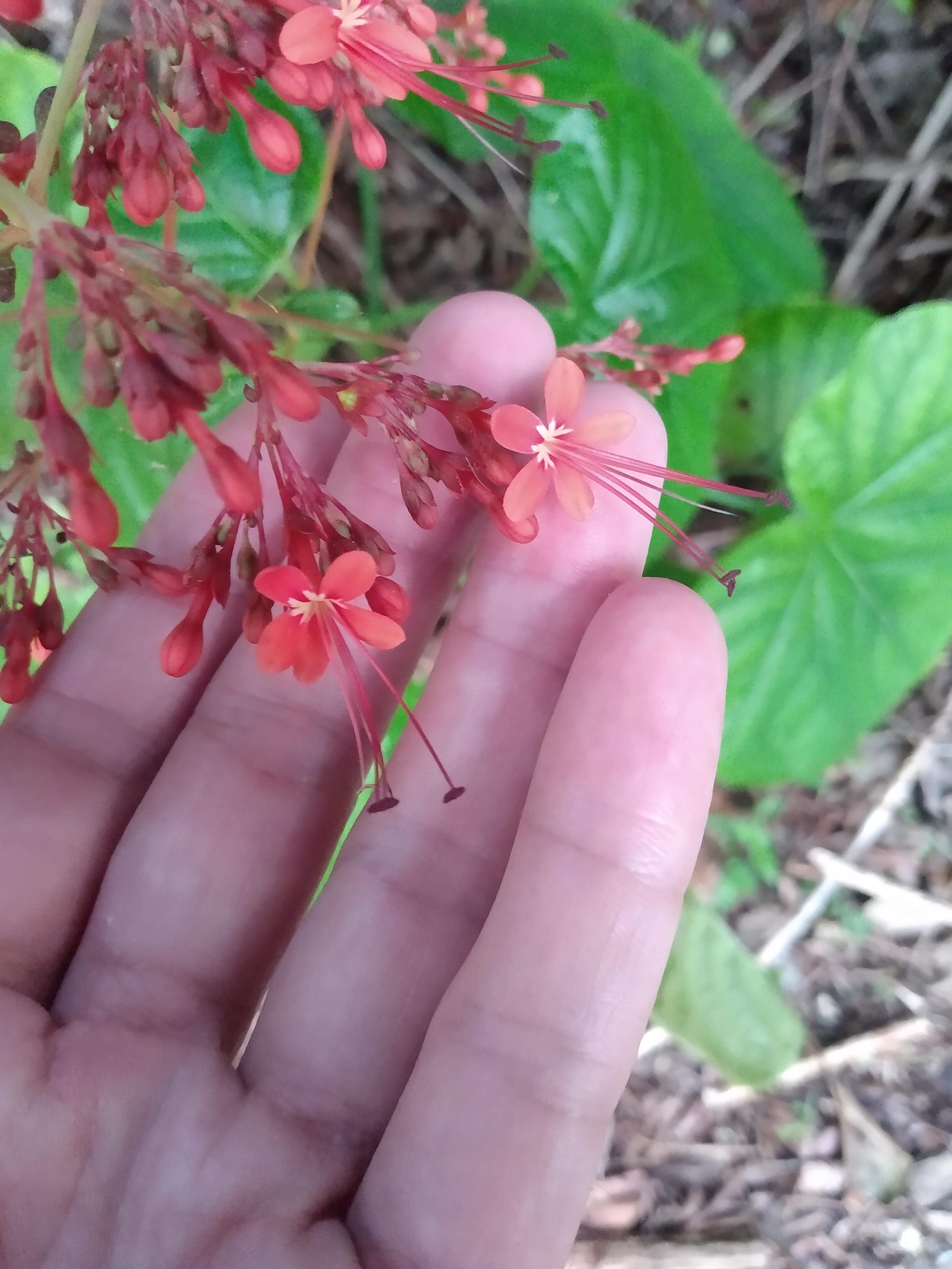 Does anyone know what these flowers are? They're growing in 10b in