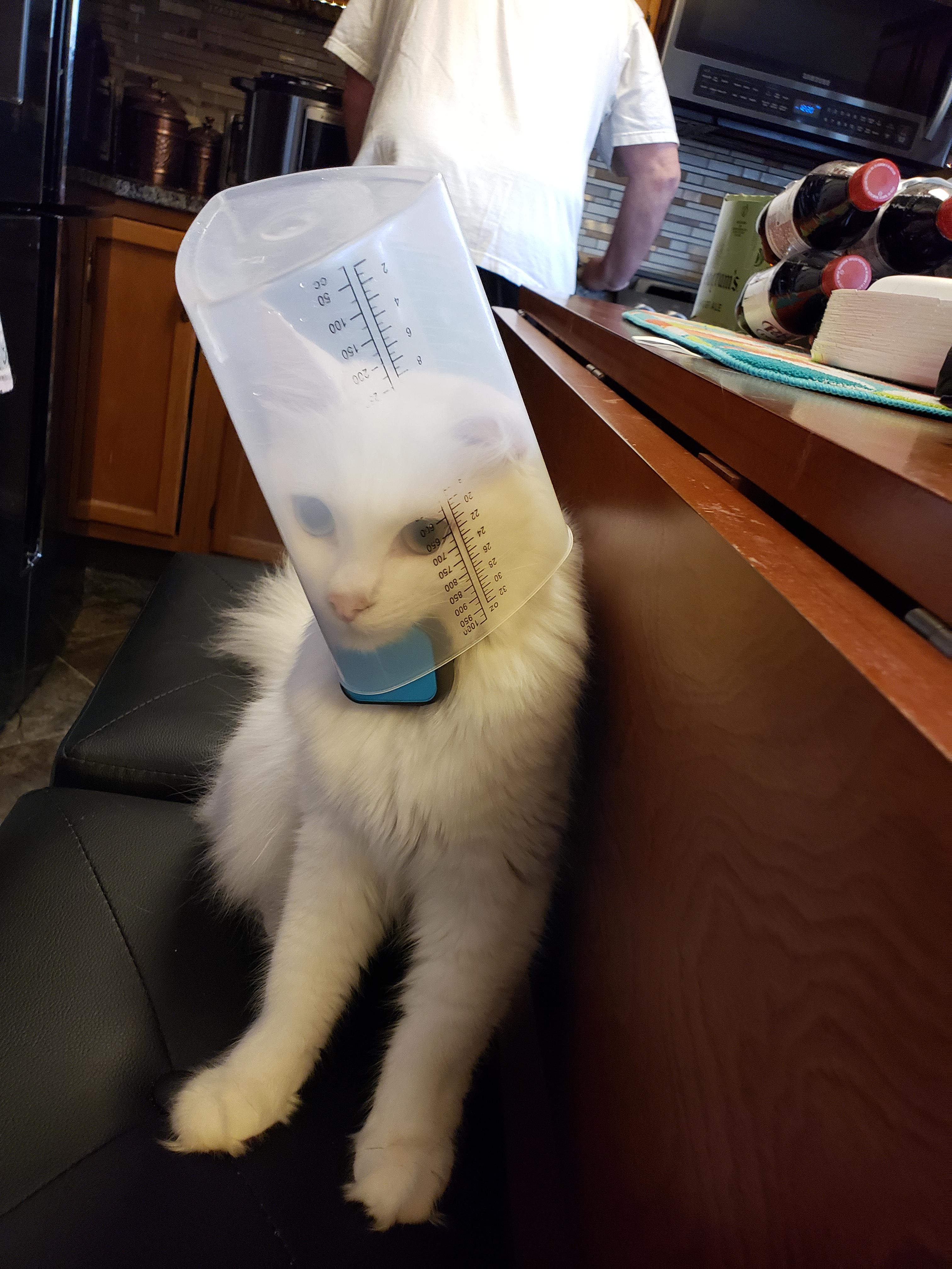 Curious cat gets stuck r/aww