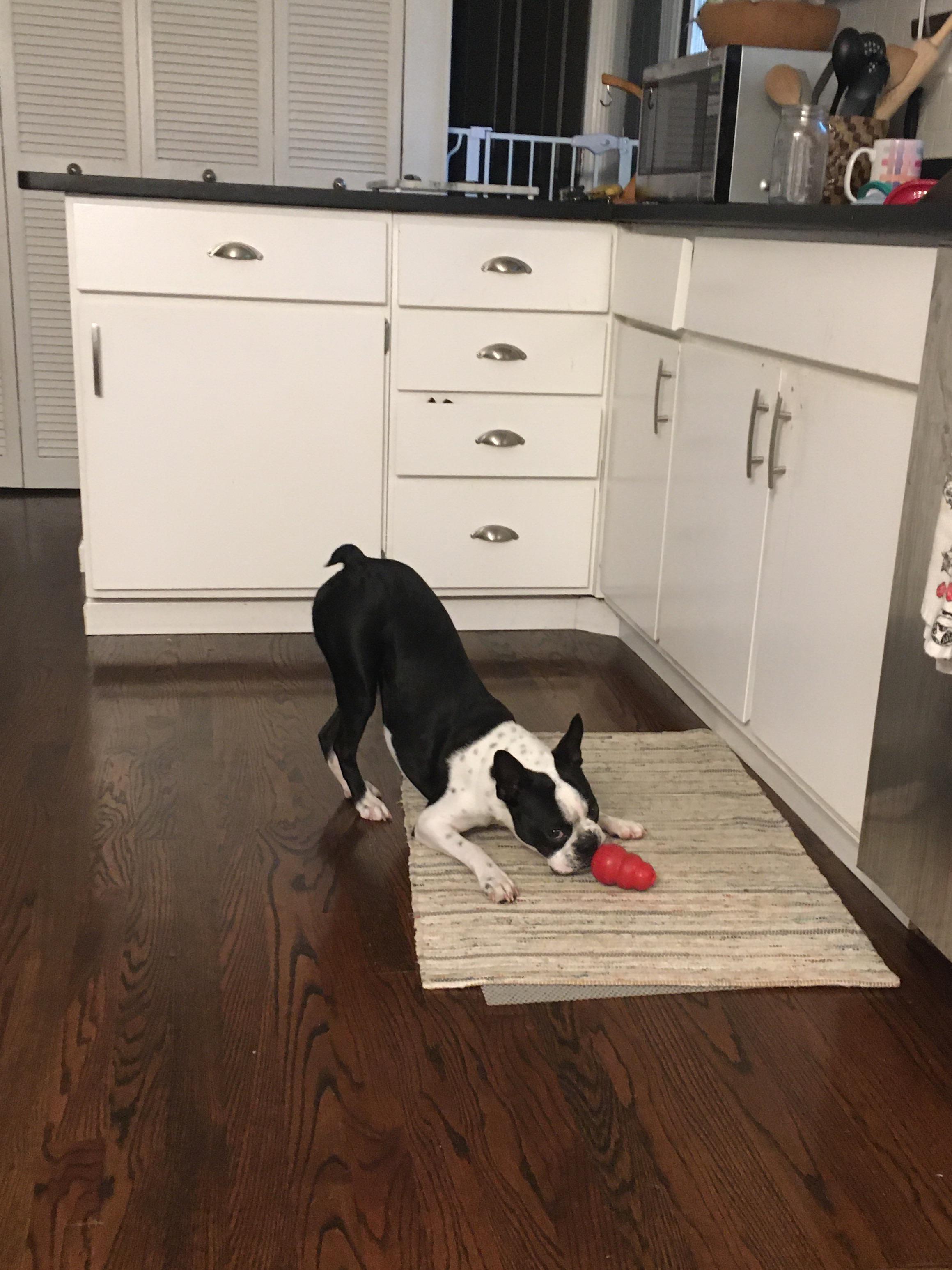 Which adult kibble do you feed your Boston? r/BostonTerrier