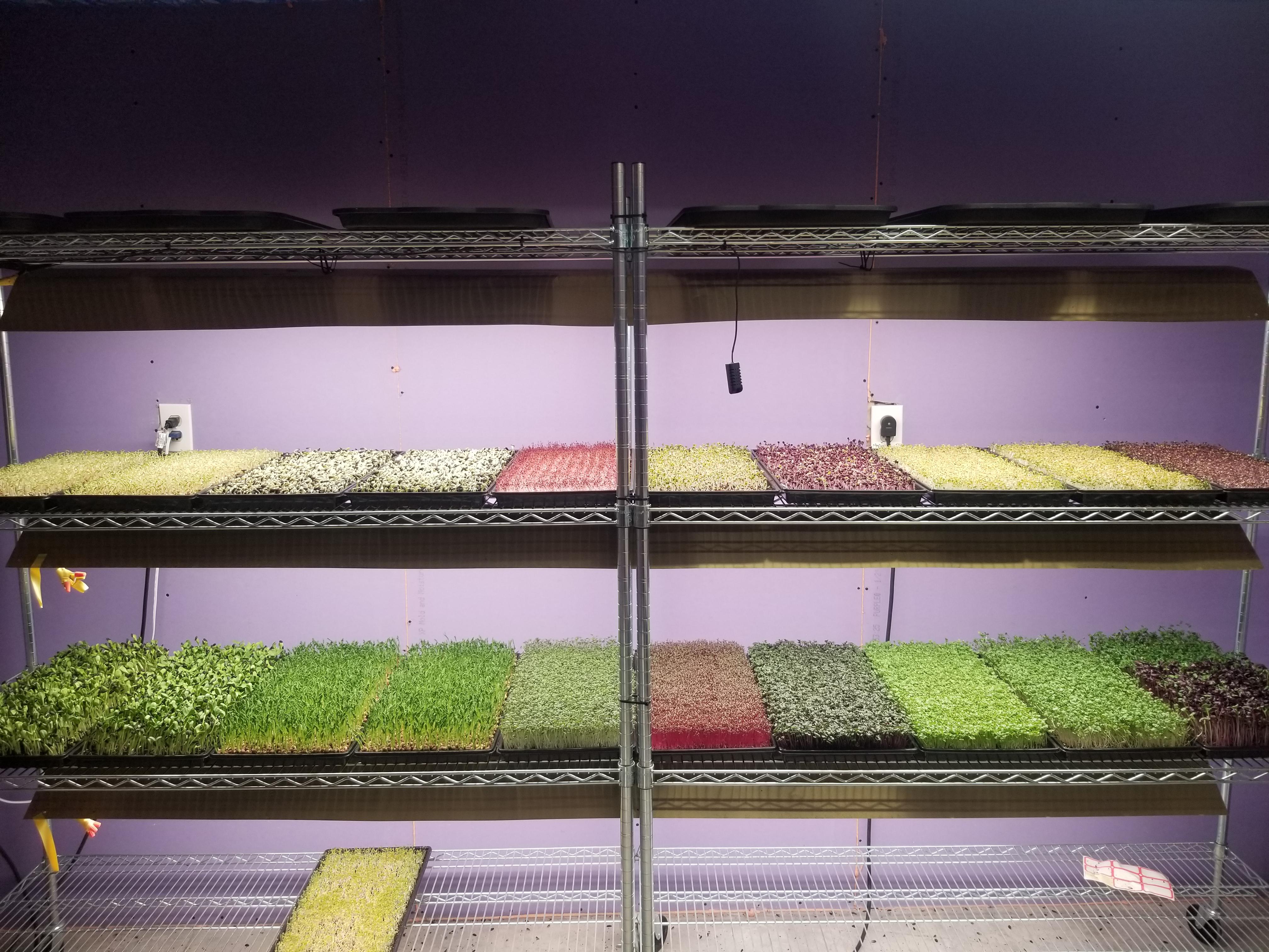 Shelves loaded with micros! r/microgreens