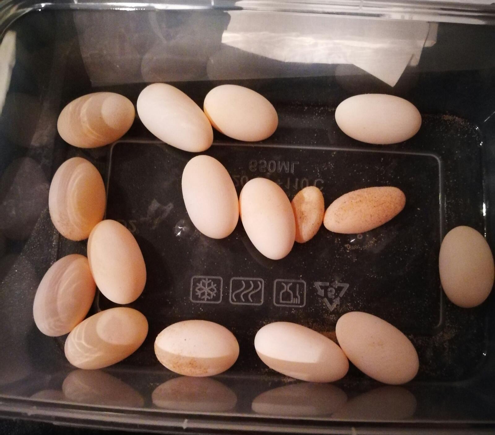 Sterile bearded dragon egg
