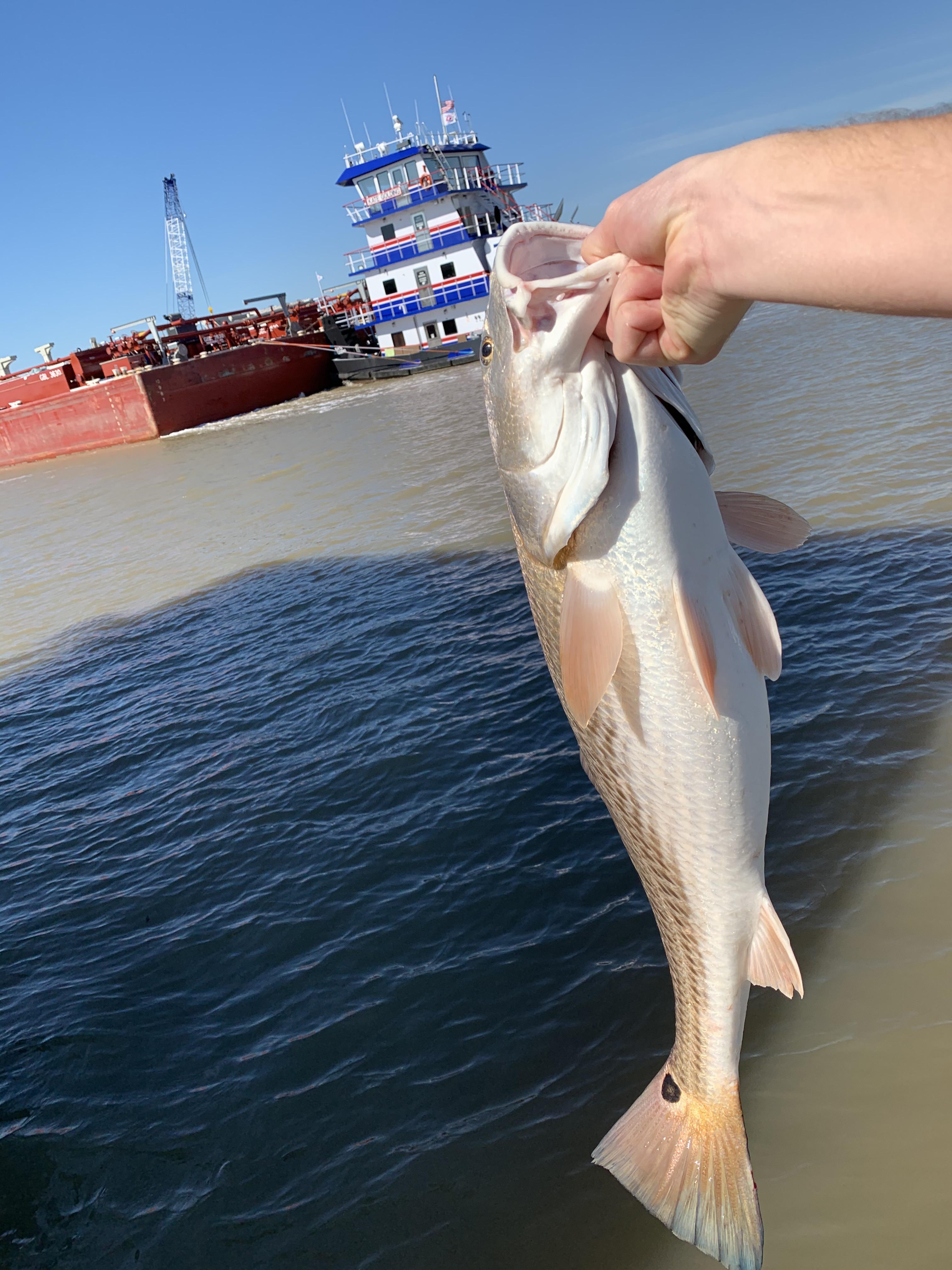 Wintertime redfish thanks to this barge rolling through (Sargent, Texas