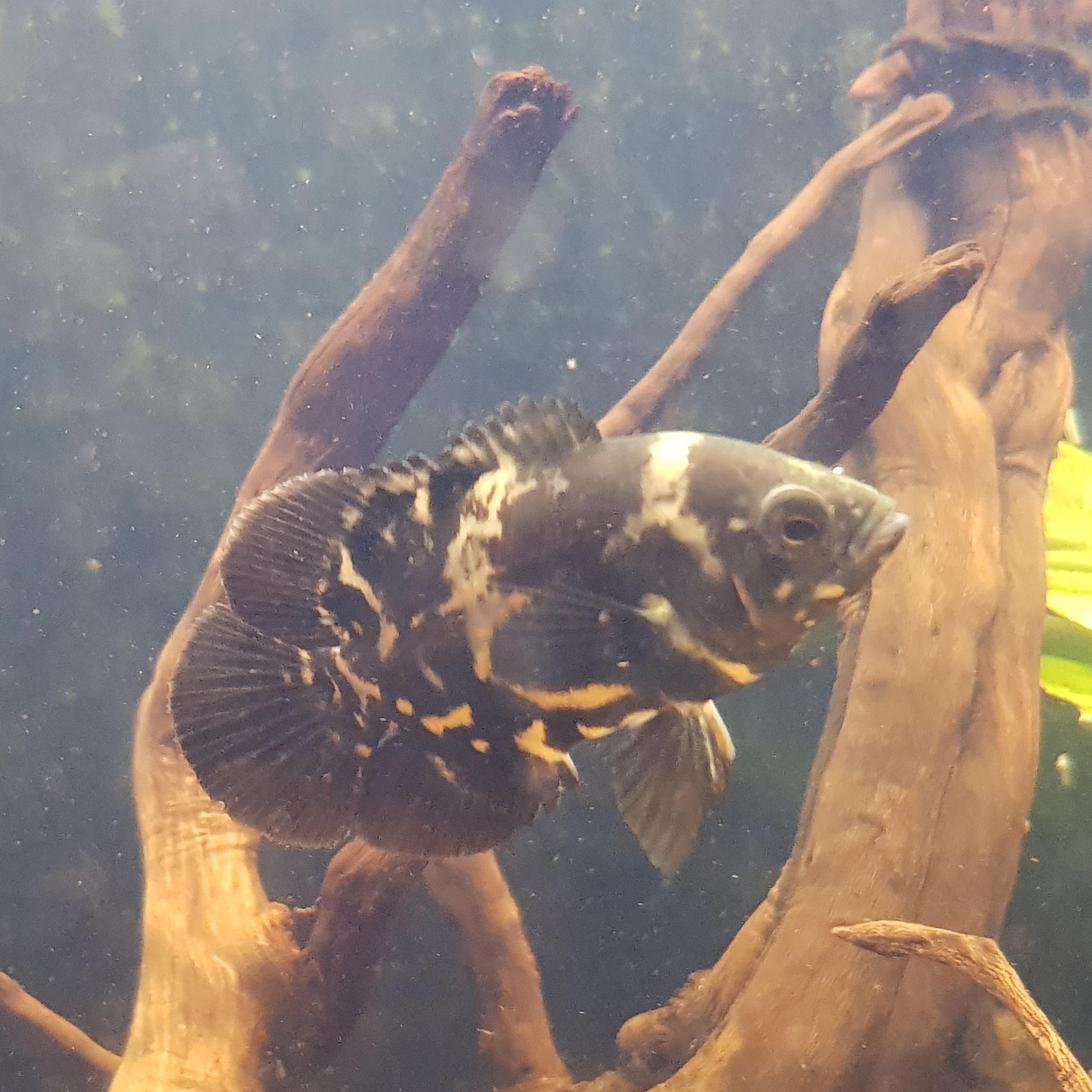 Meet lord jabu jabu, the newest member of the tank tiger oscar r