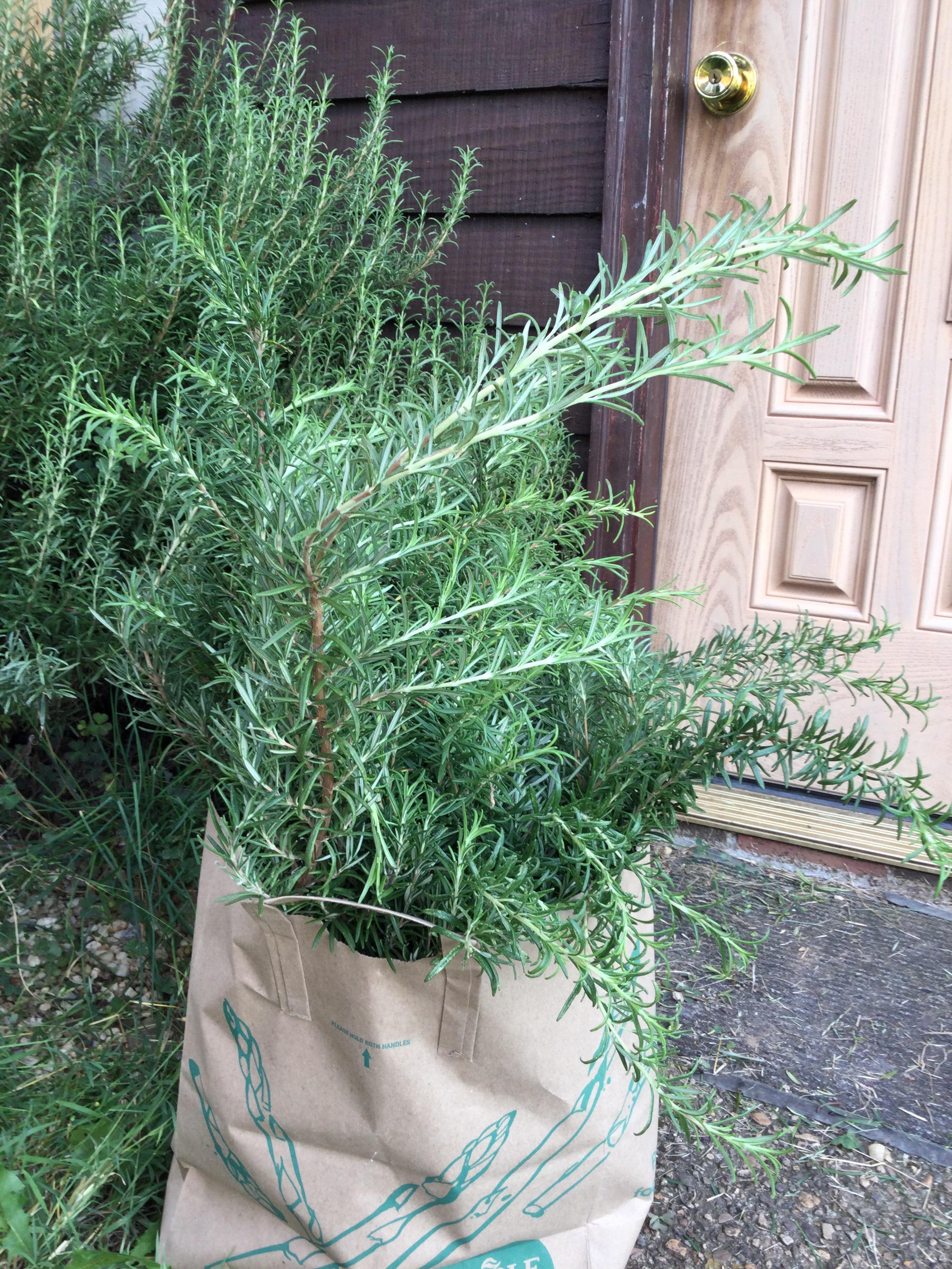 Just cut the rosemary bush back from the walkway. Anybody have a recipe