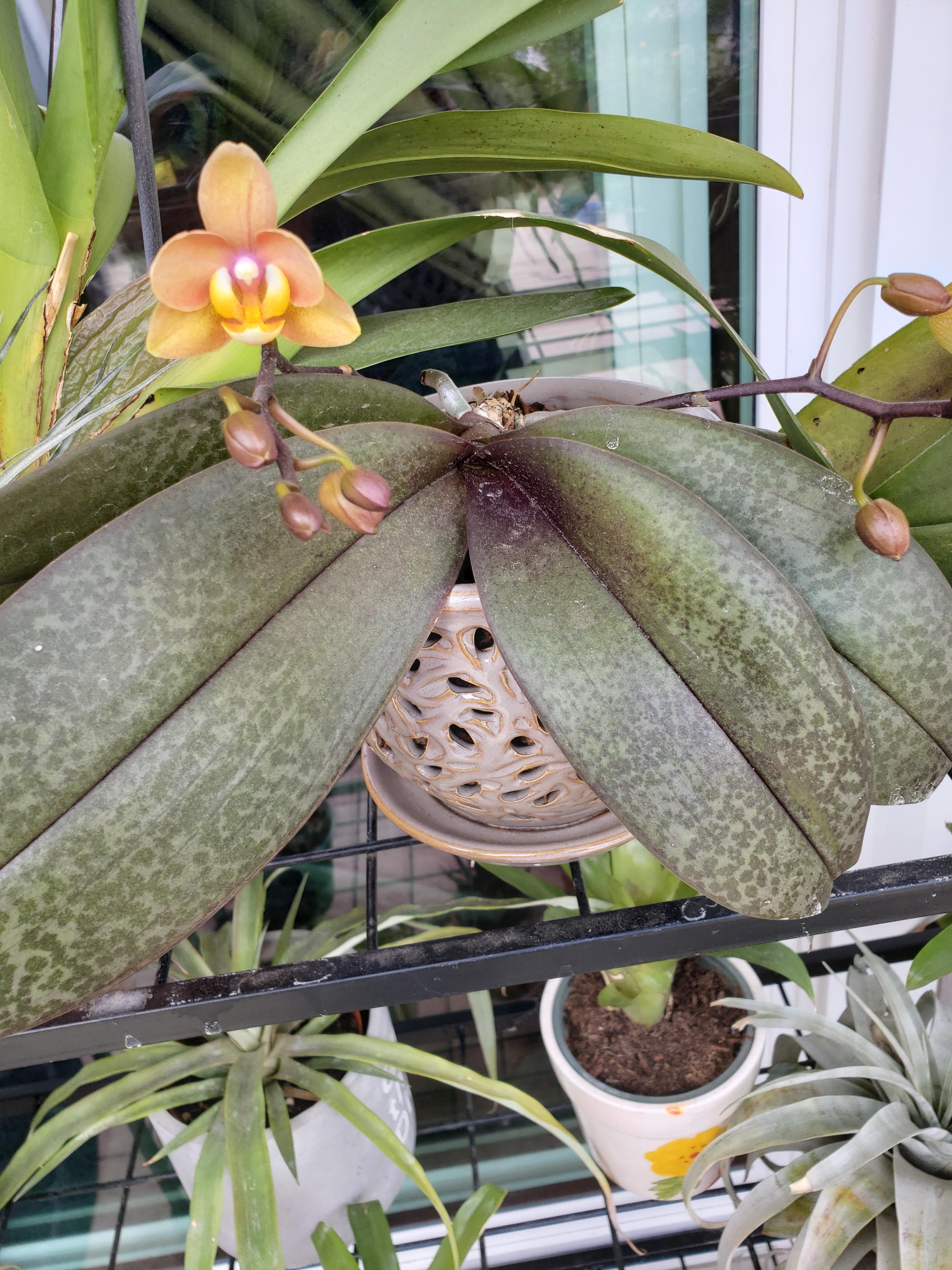 My mottled phal is starting to bloom r/orchids