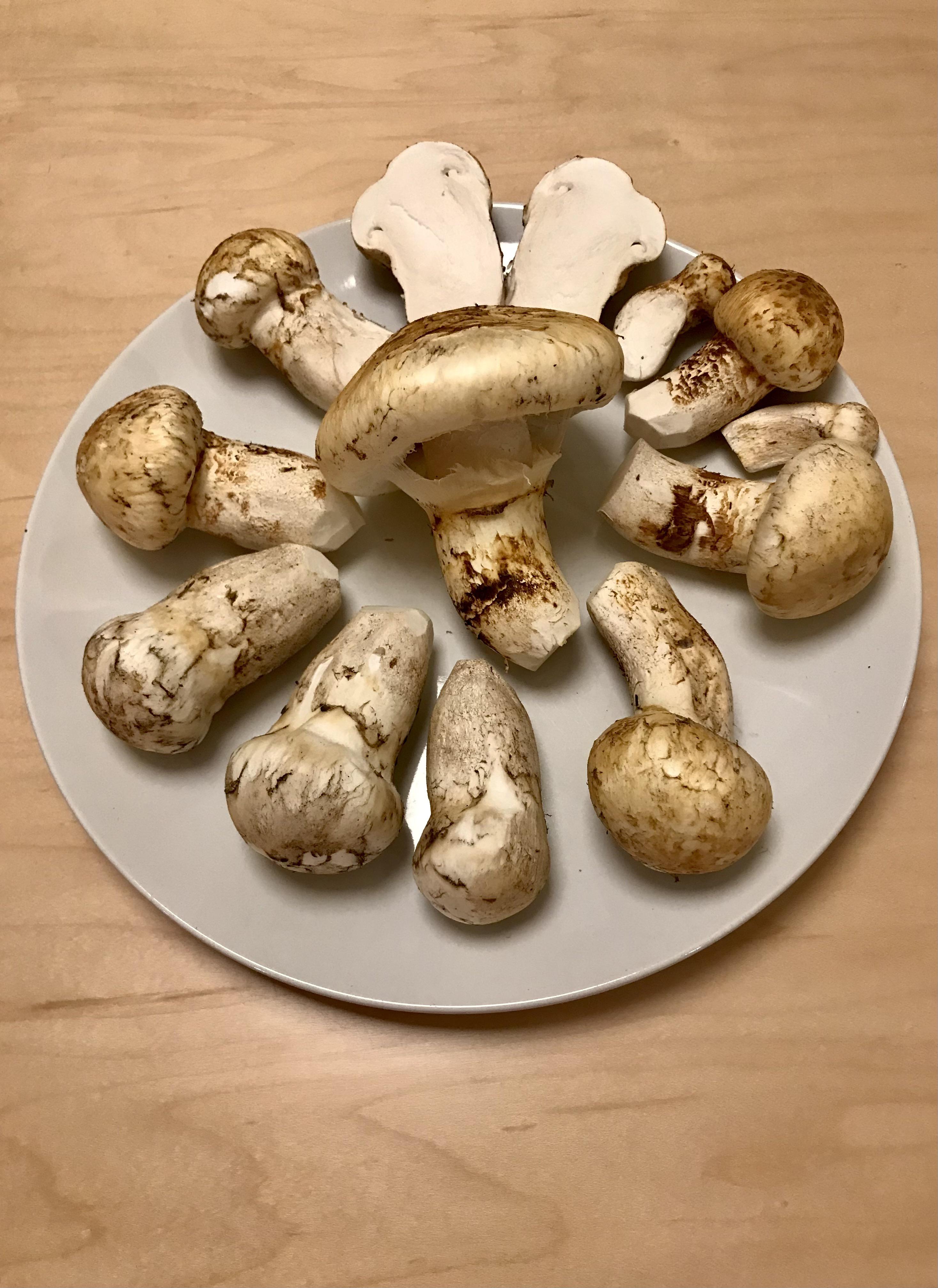 Matsutake are growing! r/mycology