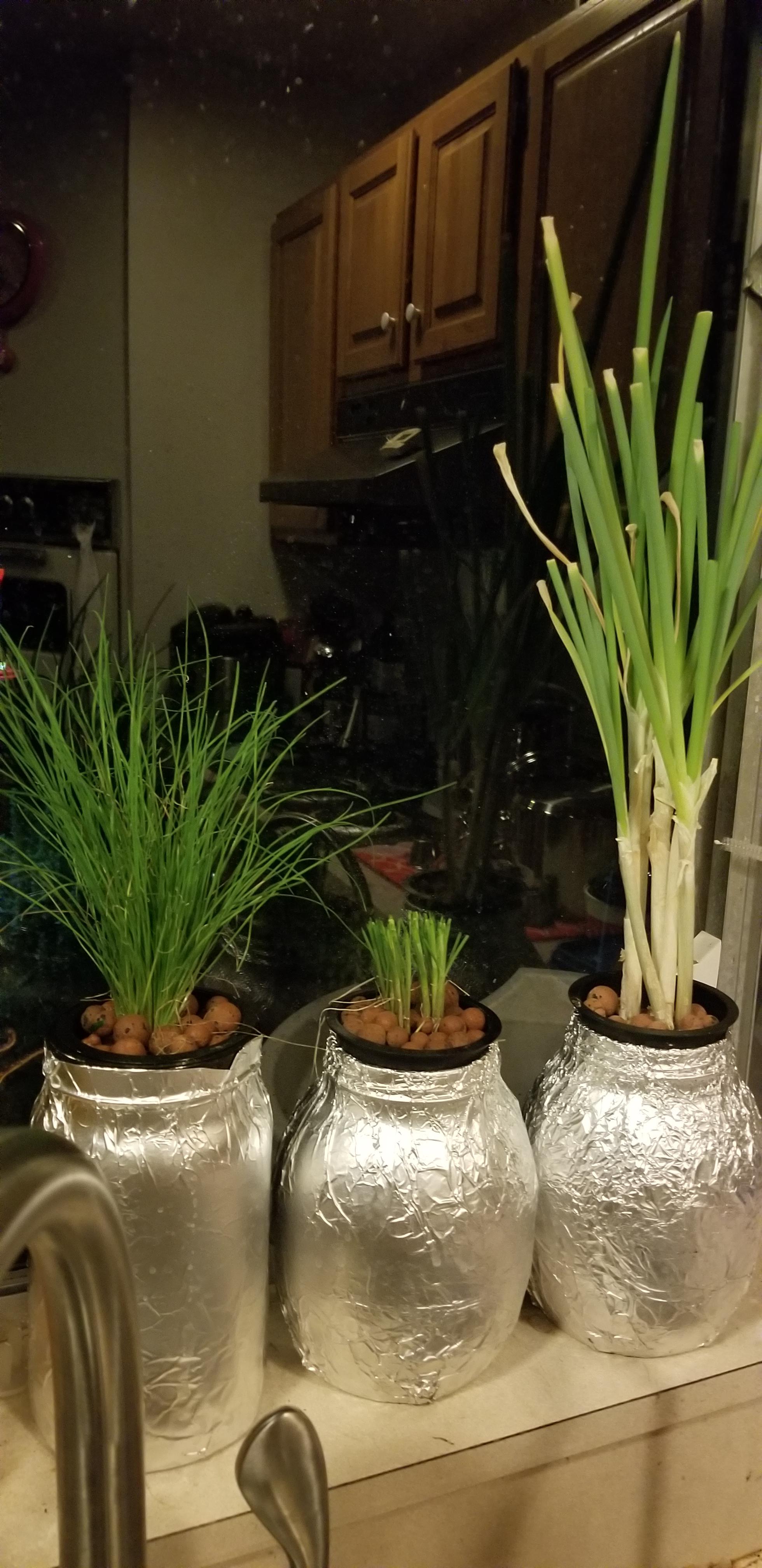 Garlic chives grown from seeds at Aerogarden Harvest then transplanted