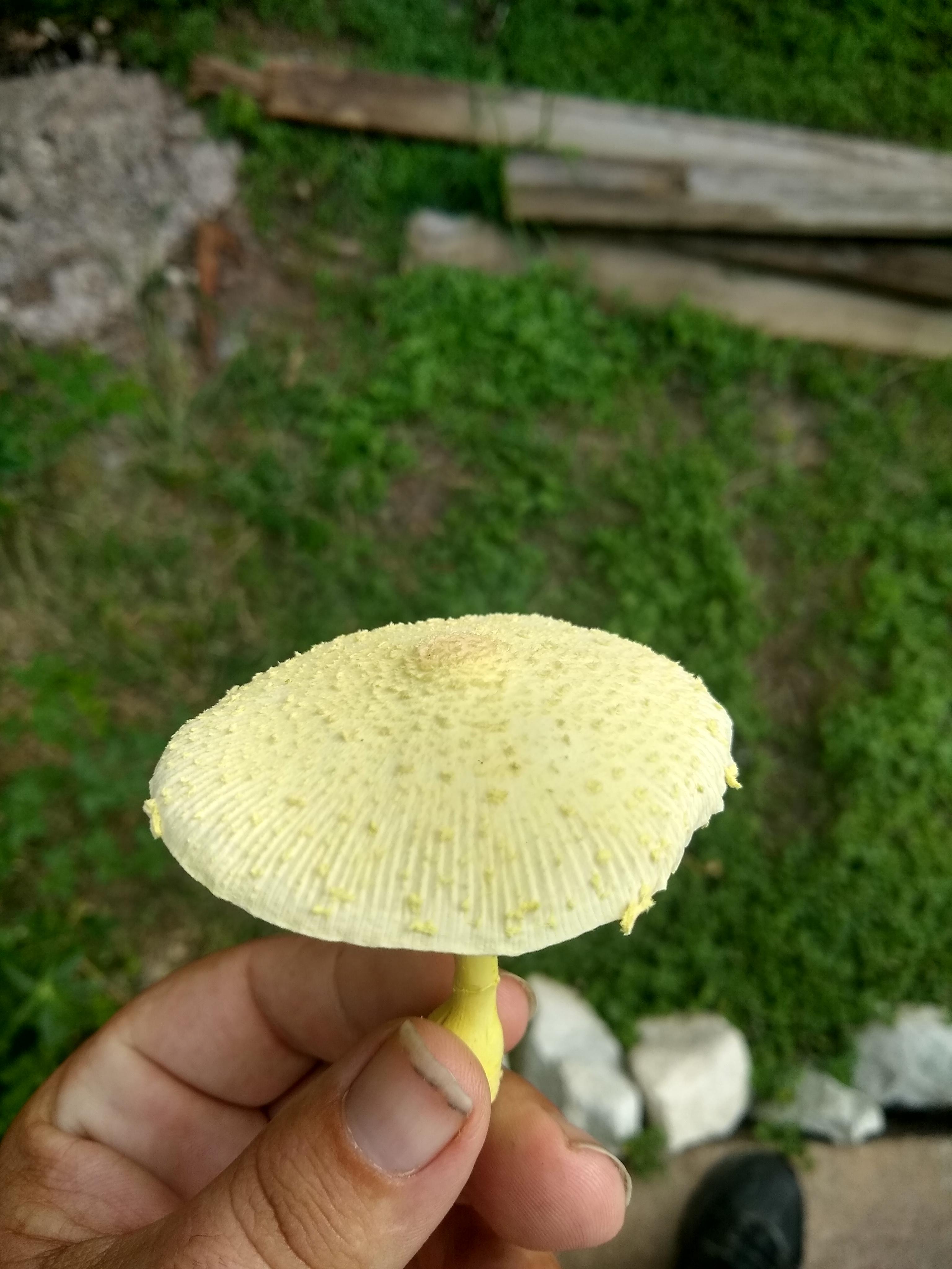 What kind of mushroom is this. Central Texas in my flower bed. r/shrooms