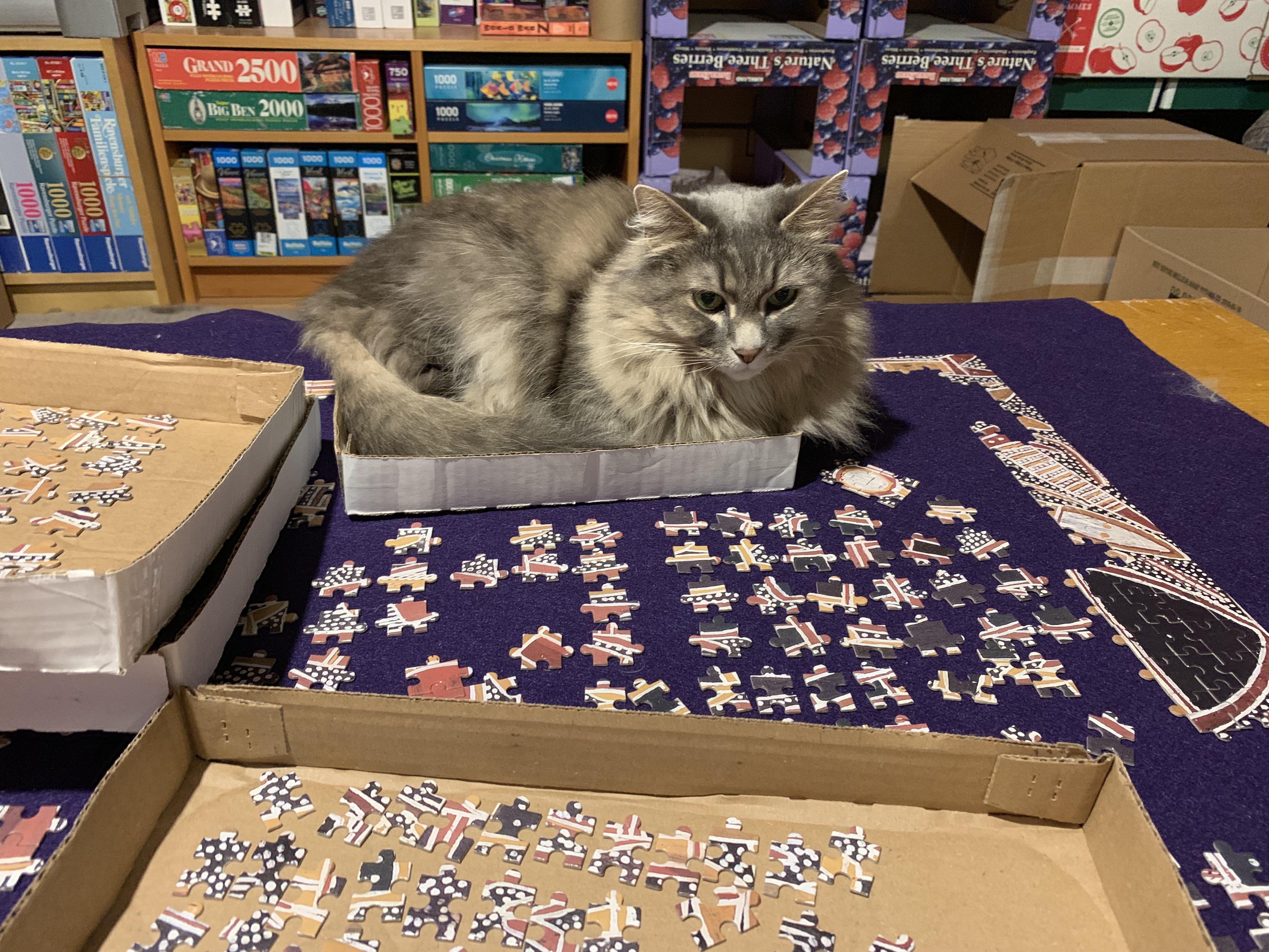 I have to keep an empty box on the table for the cats to sit in or they