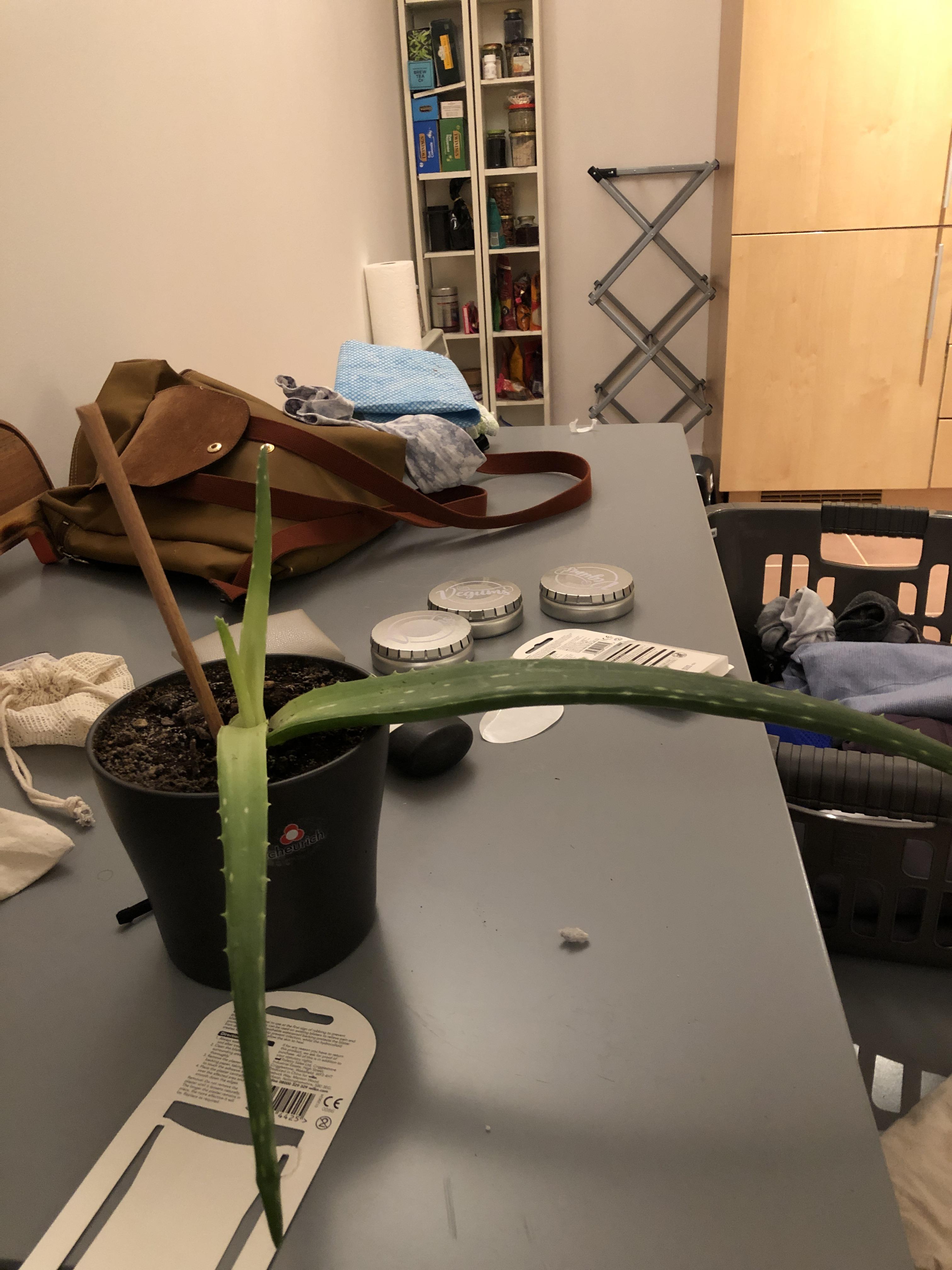 Why is my aloe doing this? It’s falling apart! r/plantclinic