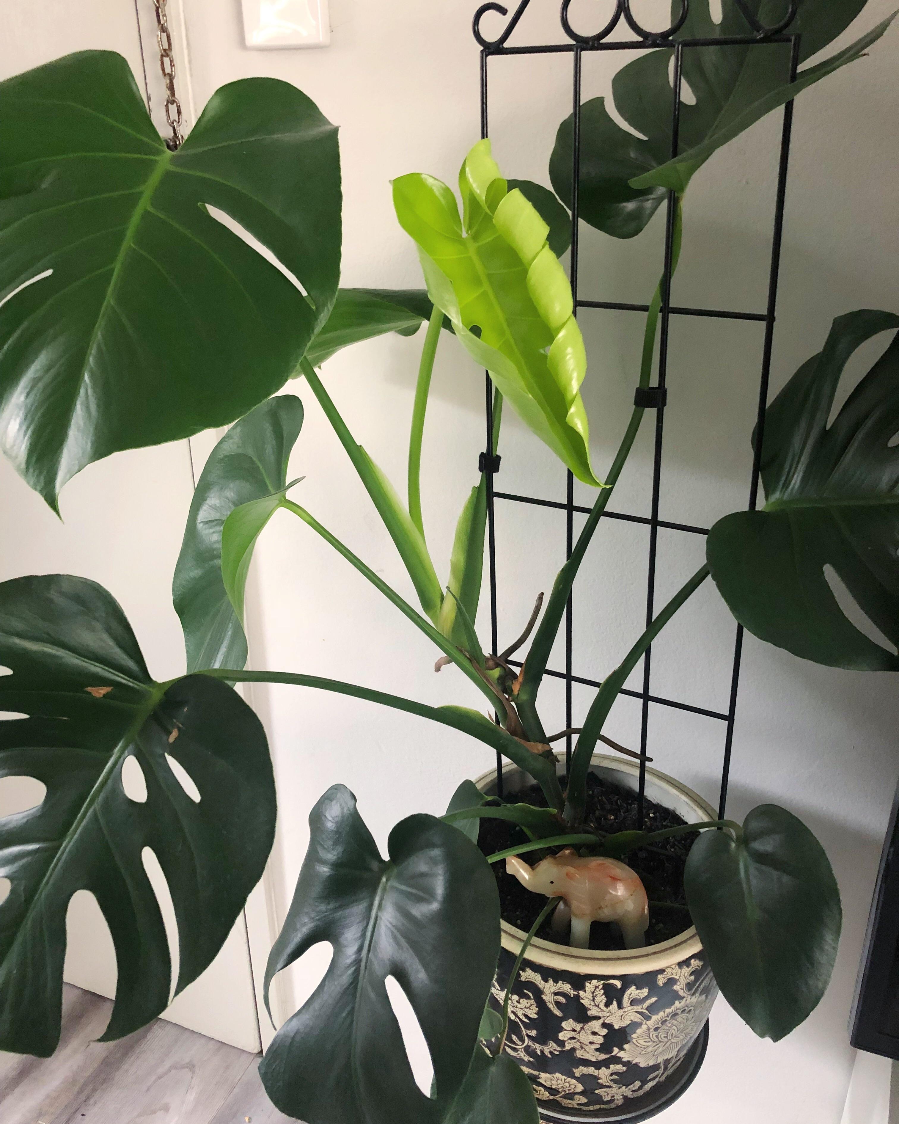 The best thing about owning plants is how happy they make you feel when