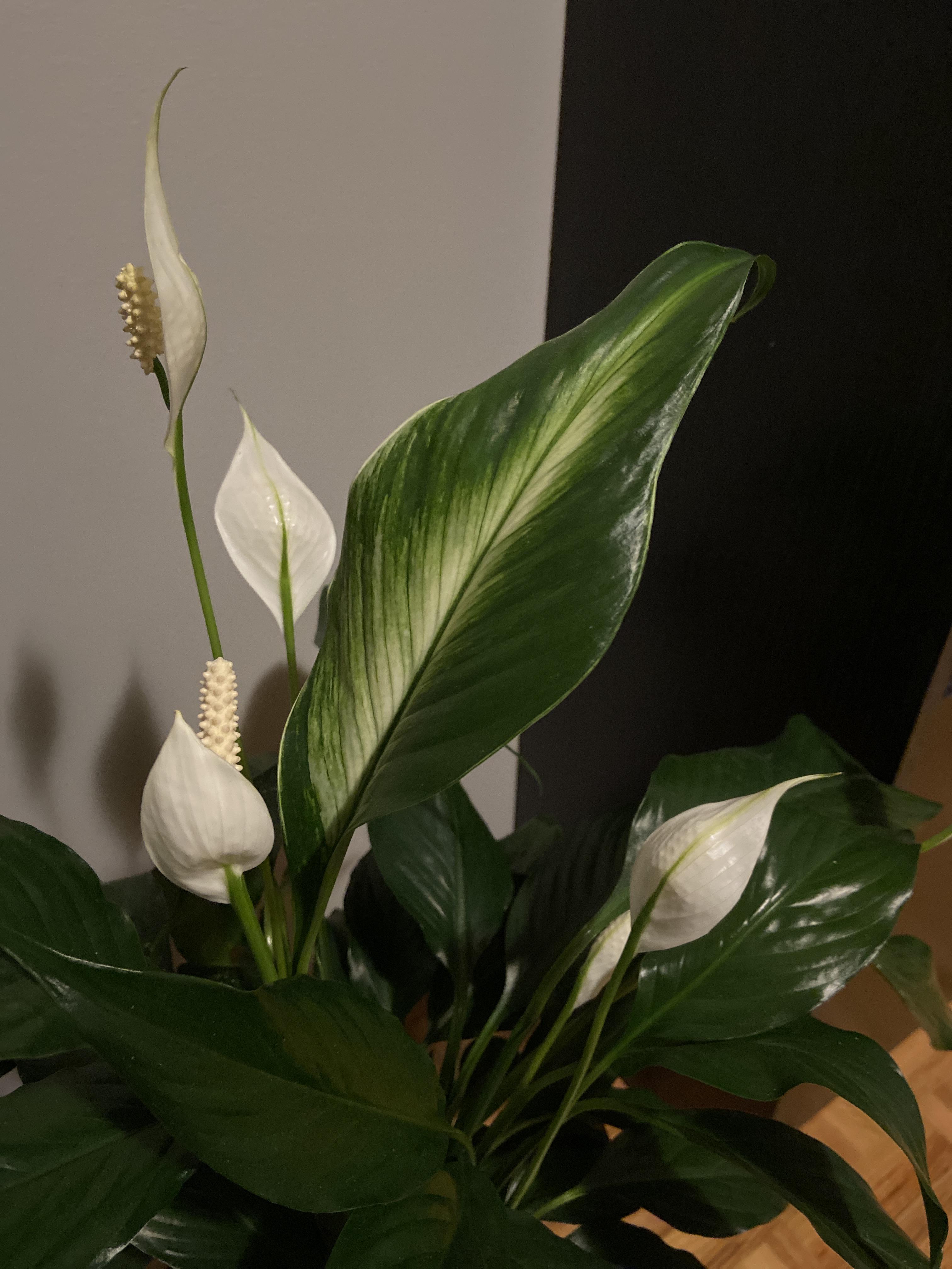 Anyone know why only one leaf on my peace lily is turning white? I