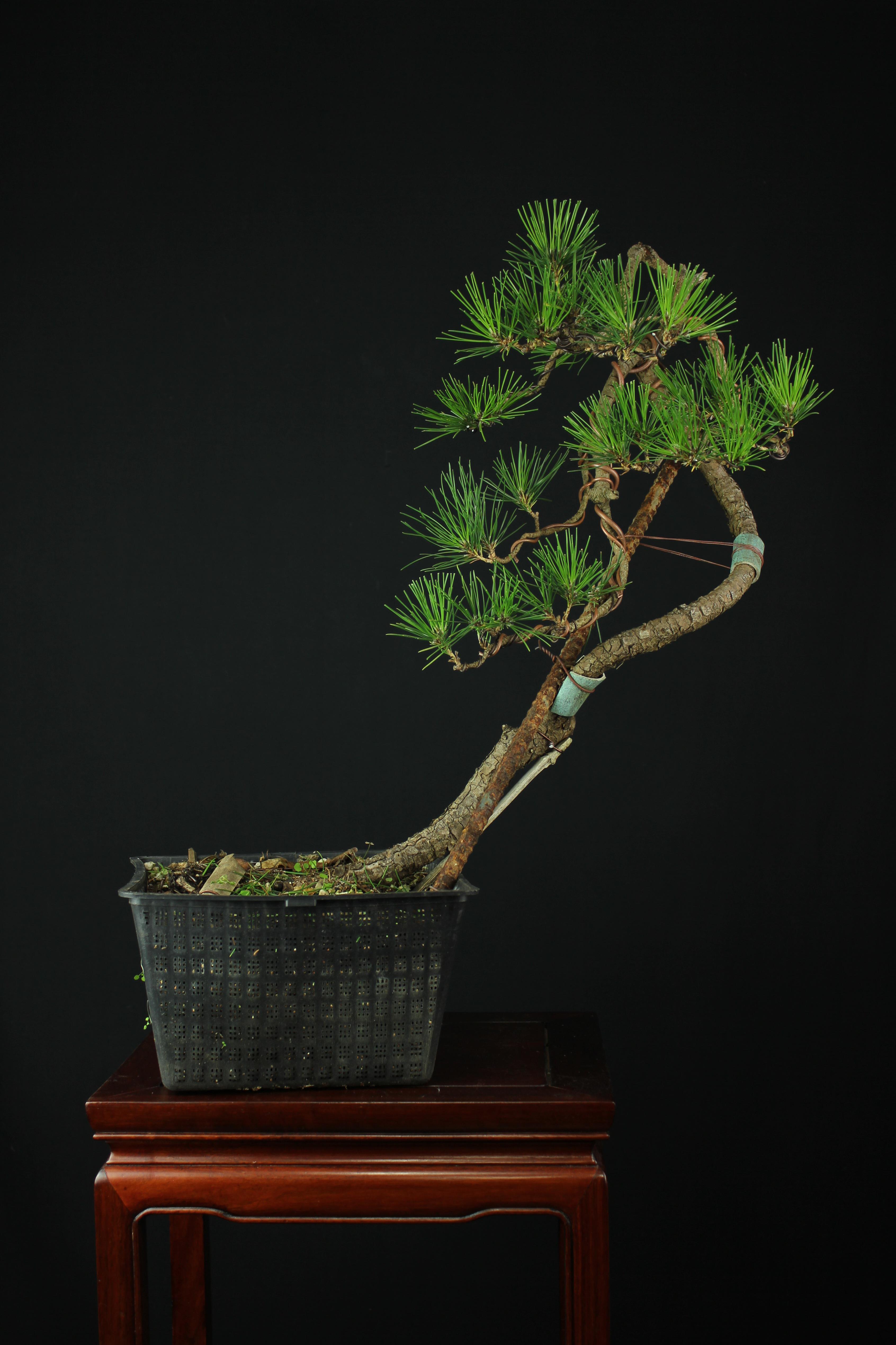 Bunjin Japanese Black Pine Progress Bonsai