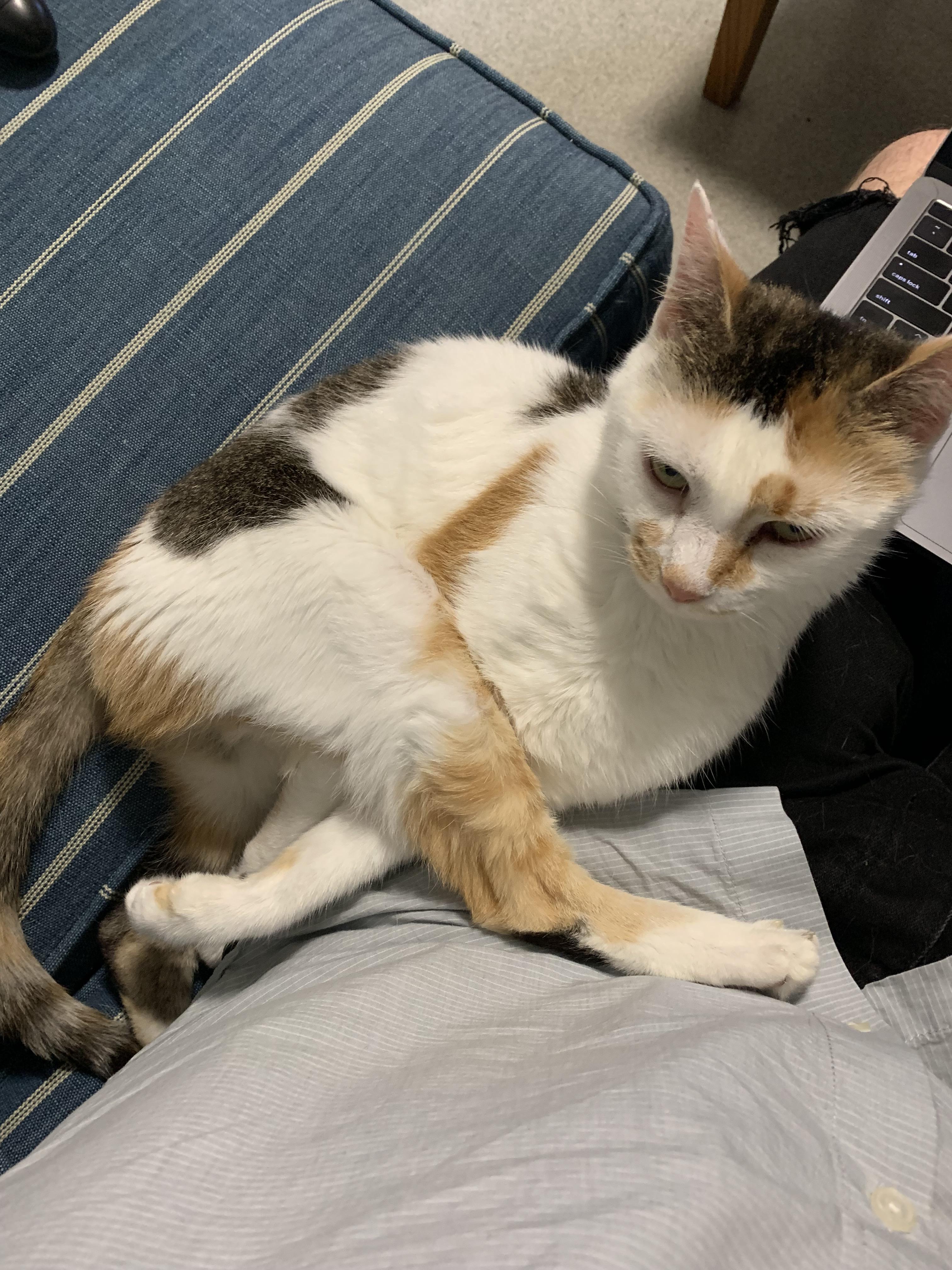 I've never seen a cat like this. Why does my cat sit like