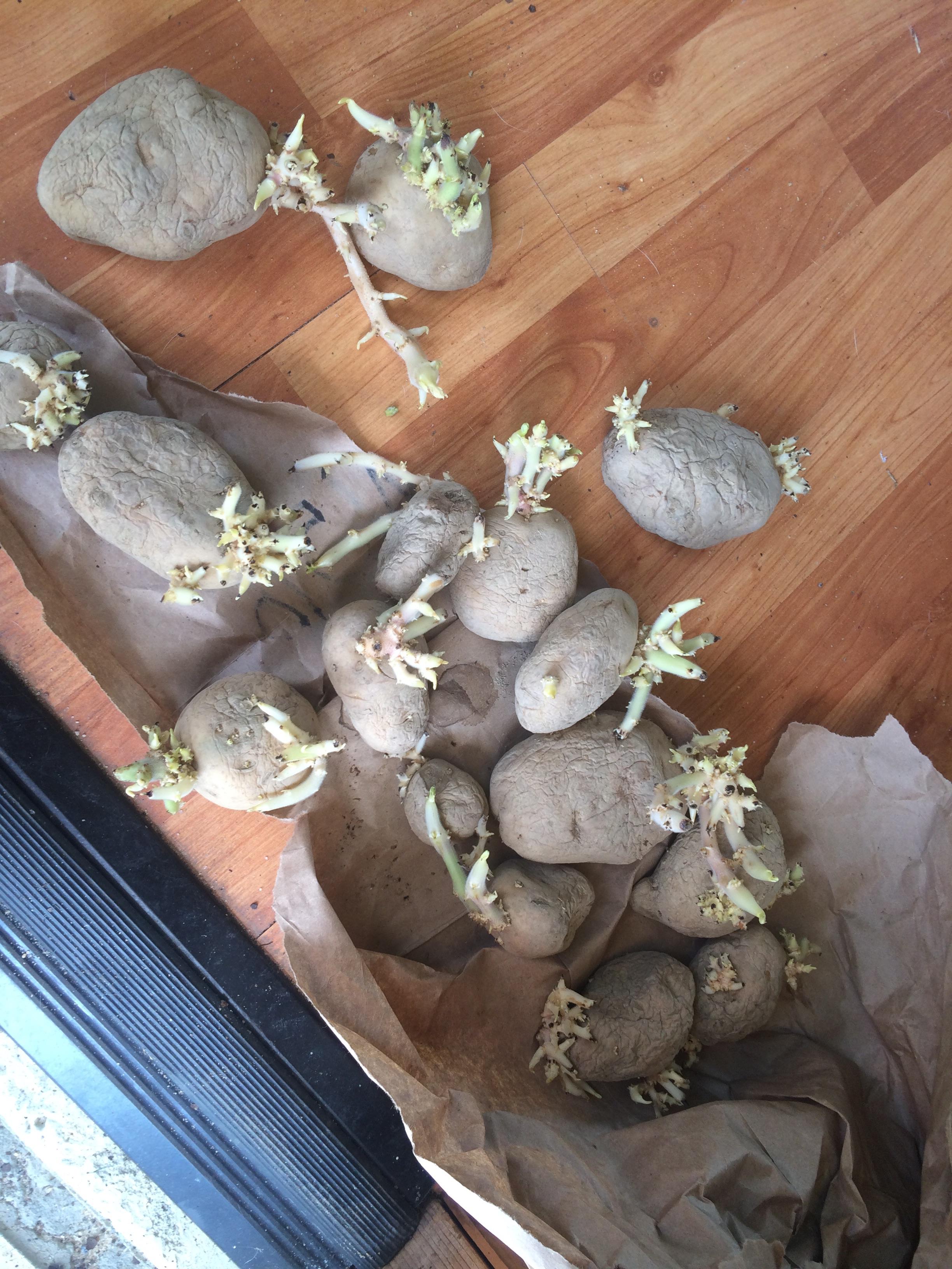 My potato seeds have eyes, is it to late to plant them? r/gardening