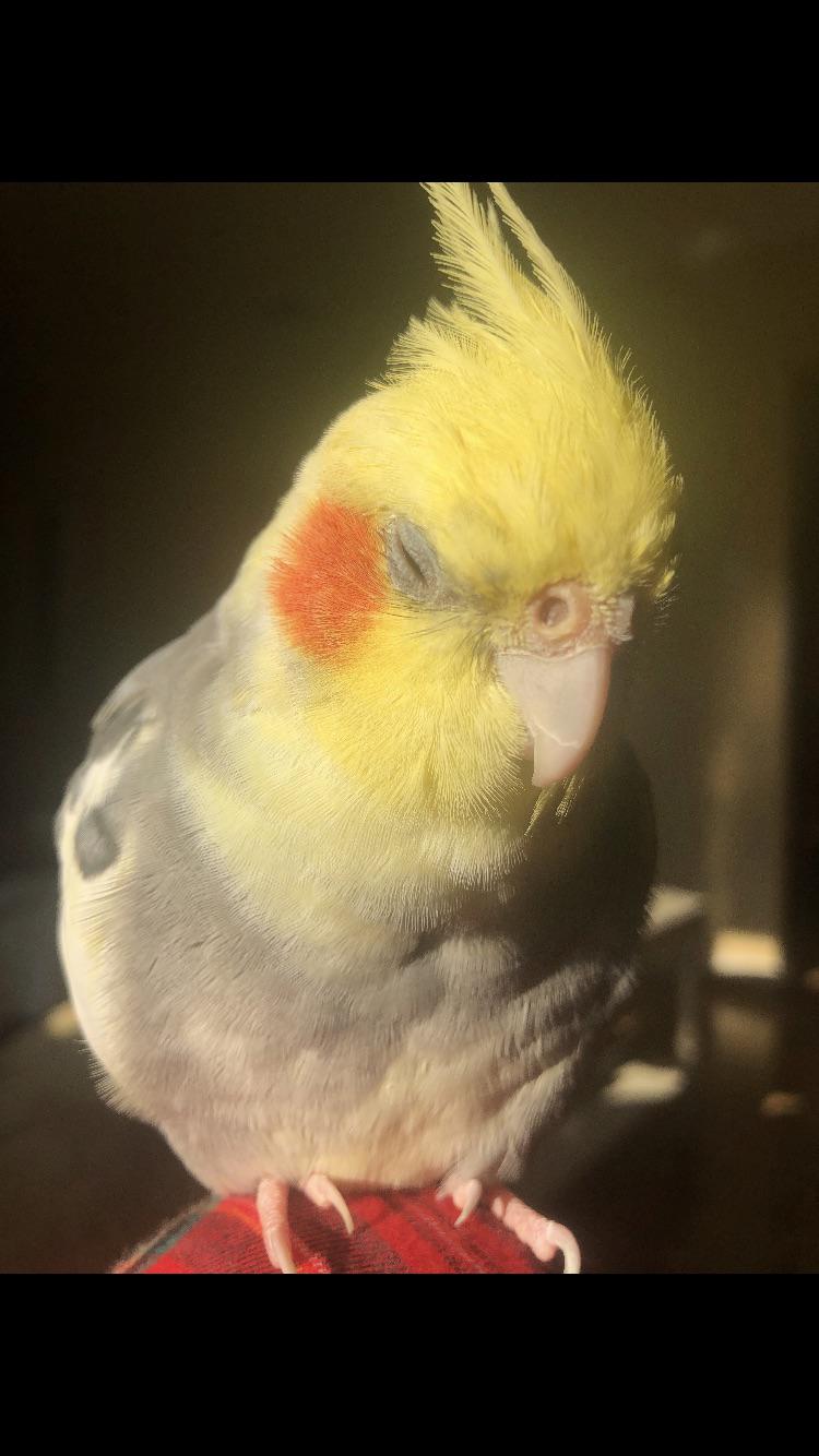 Schleep Birbs