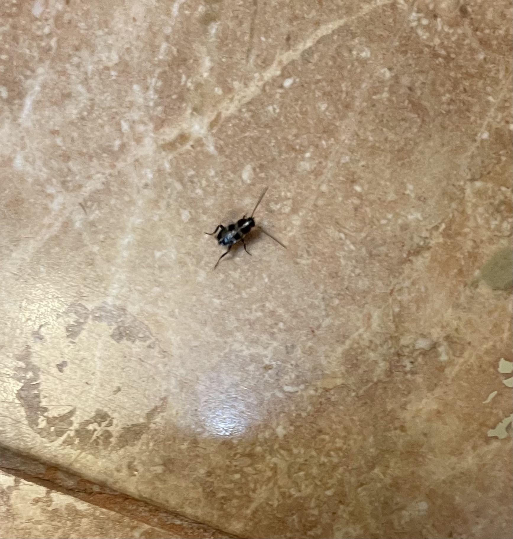 Tiny black bug in bathroom. Been finding a number of them over the past