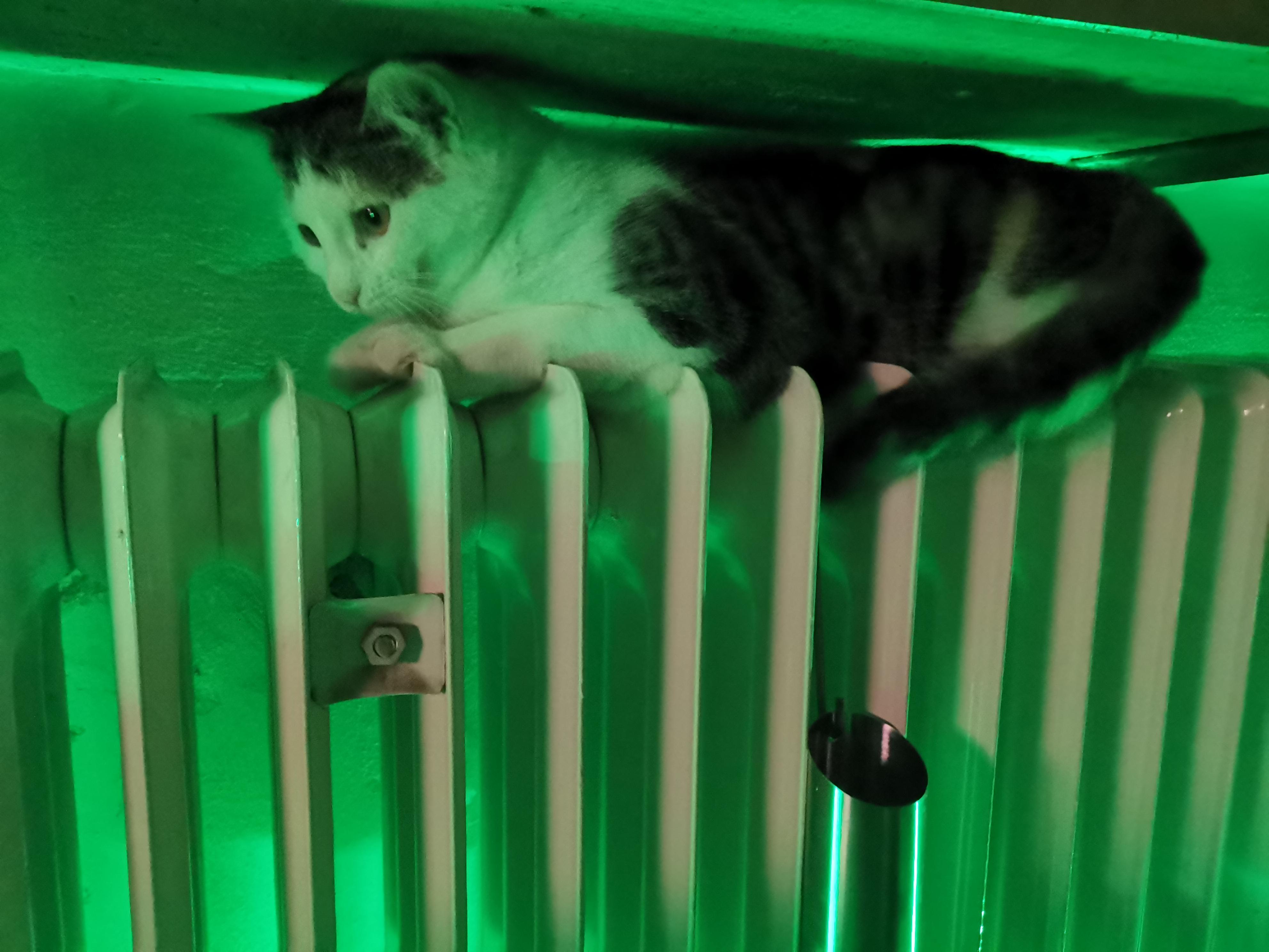I also like radiators r/cats