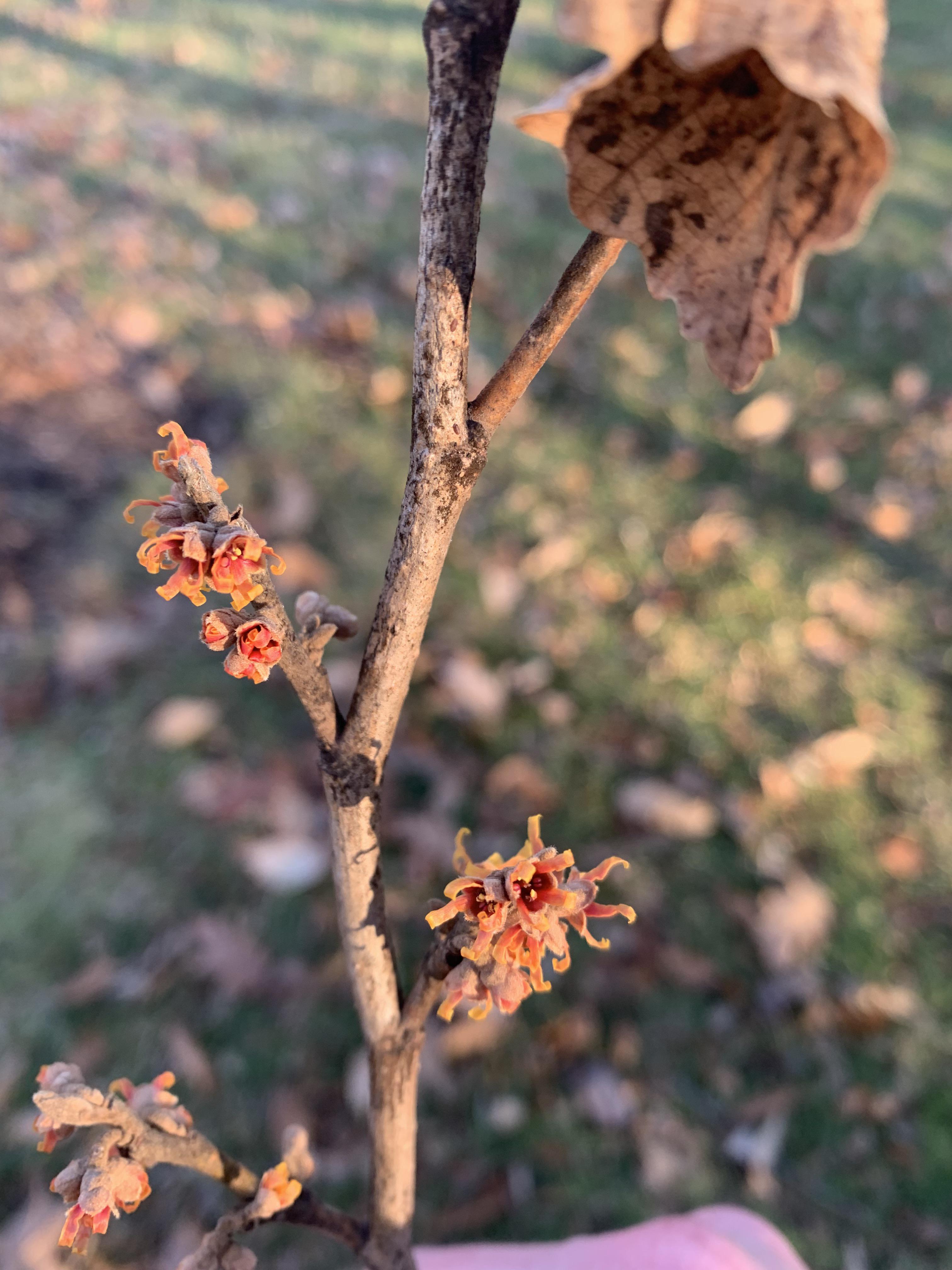 188 best Witch Hazel images on Pholder | Wetshavers India, Skincare