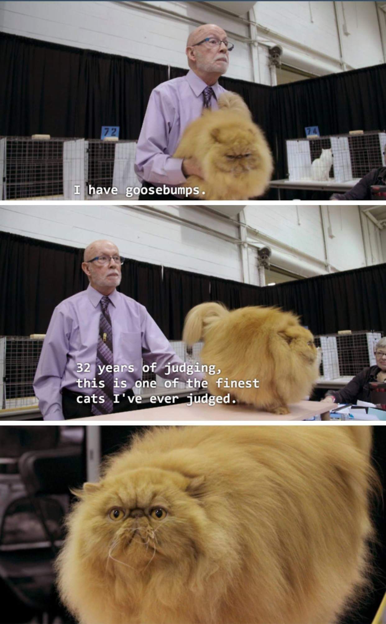 We ruined this cat r/funny