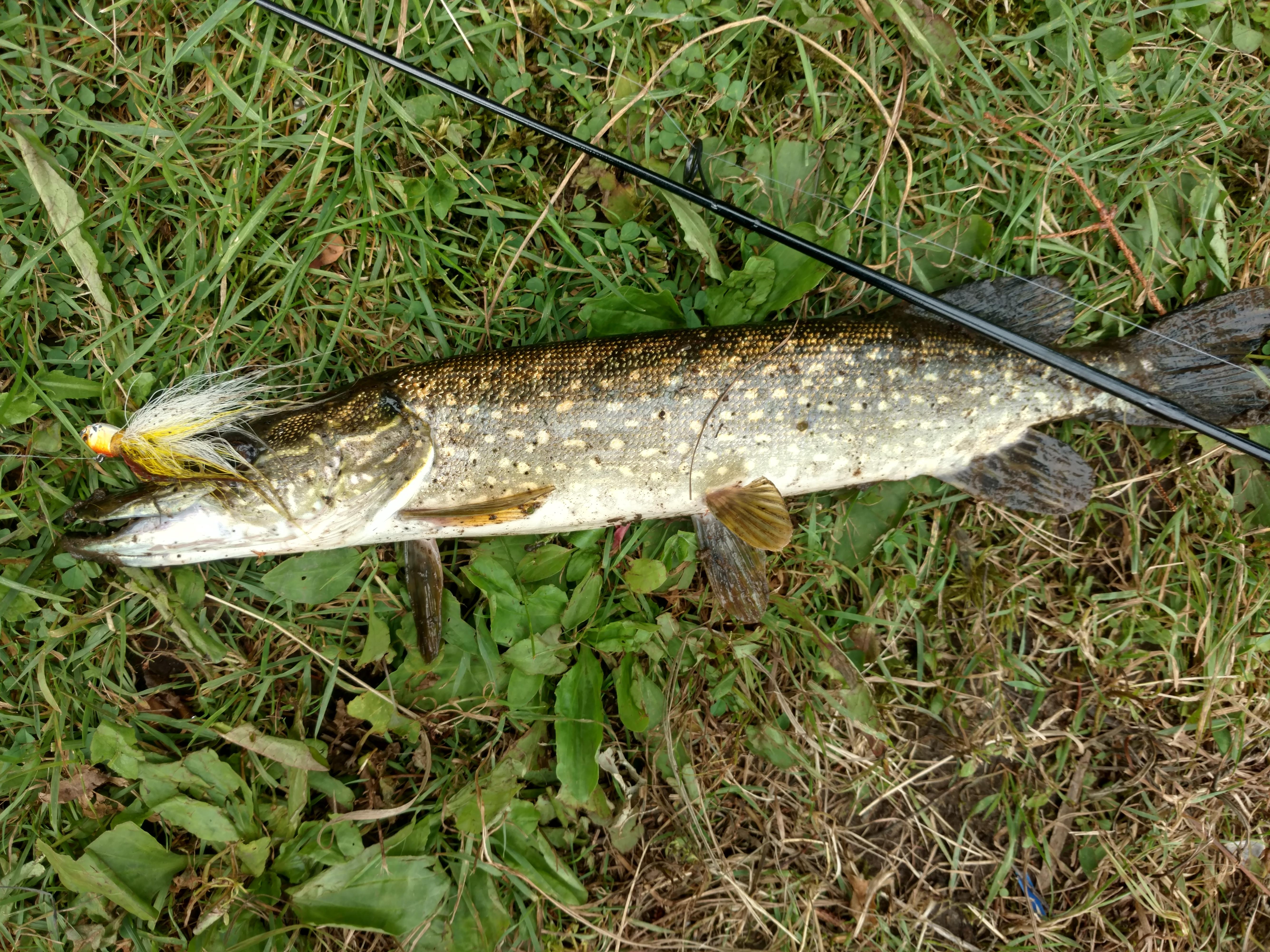 Small pike caught on Oswegatchie River. r/Fishing