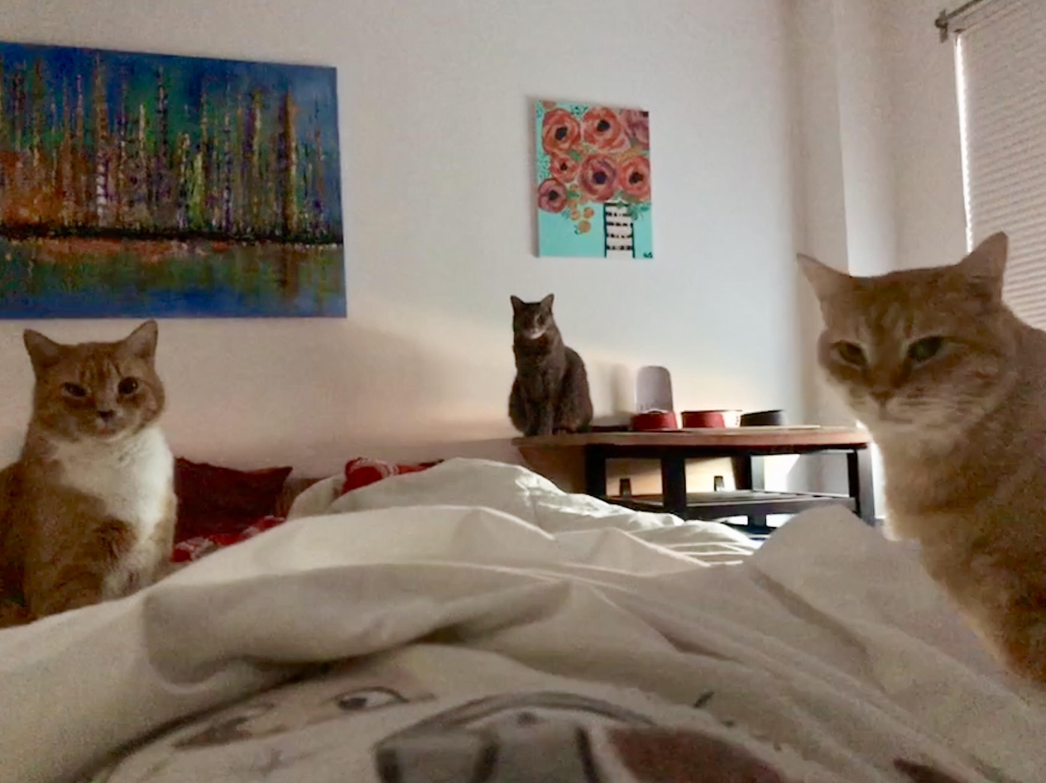 5AM... friendly reminder it’s time for breakfast. r/aww