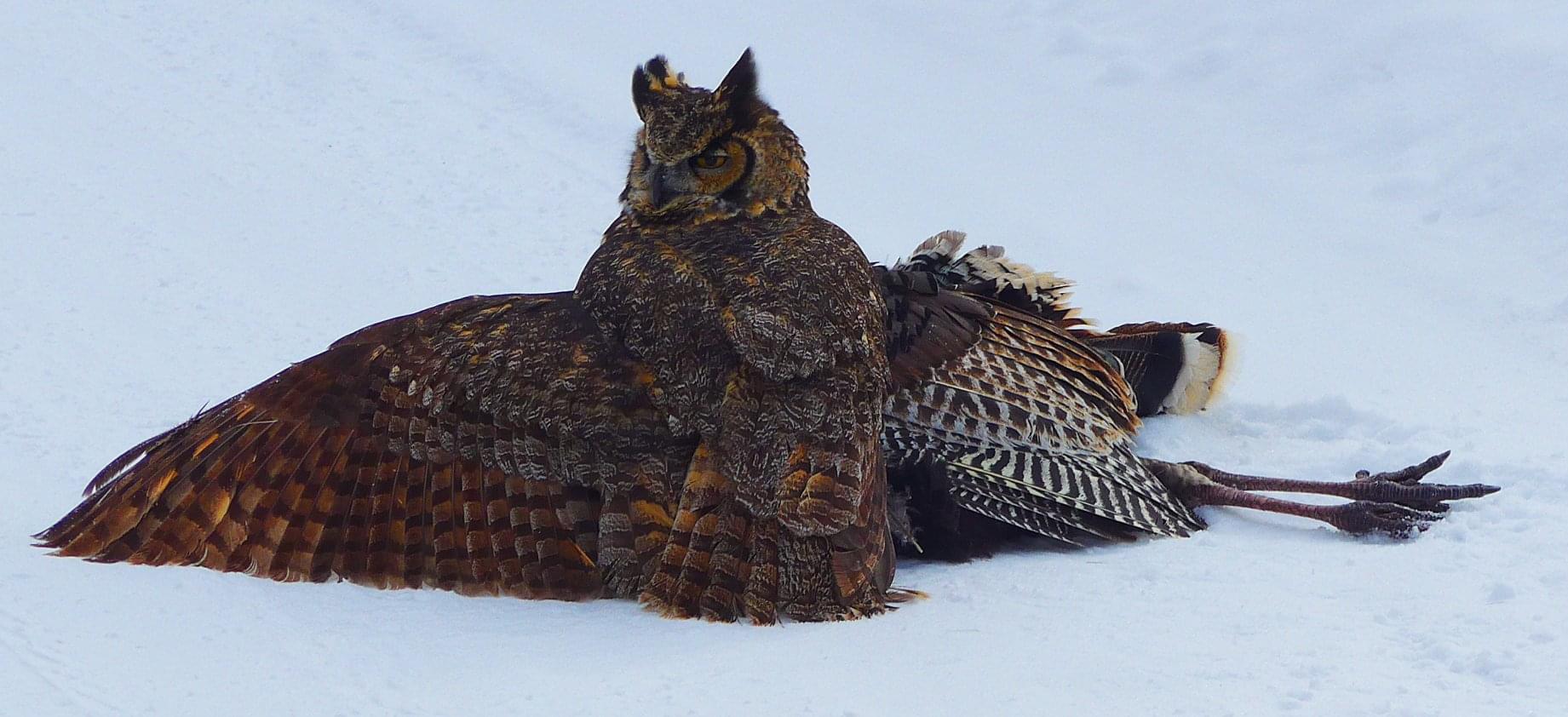 A great horned owl atop a wild turkey that it killed r/HardcoreNature