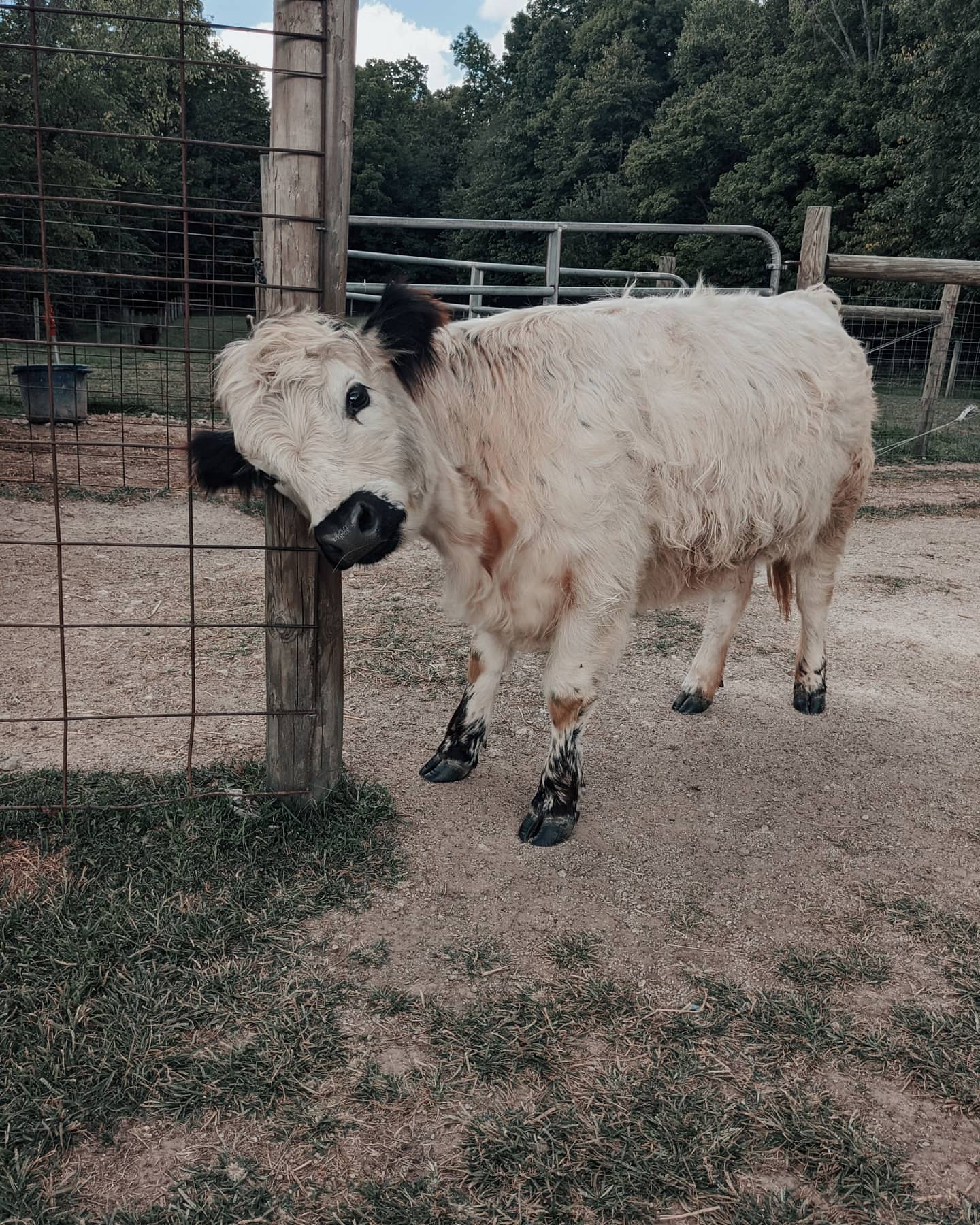 Ummm... Floating cow? r/ConfusingGravity