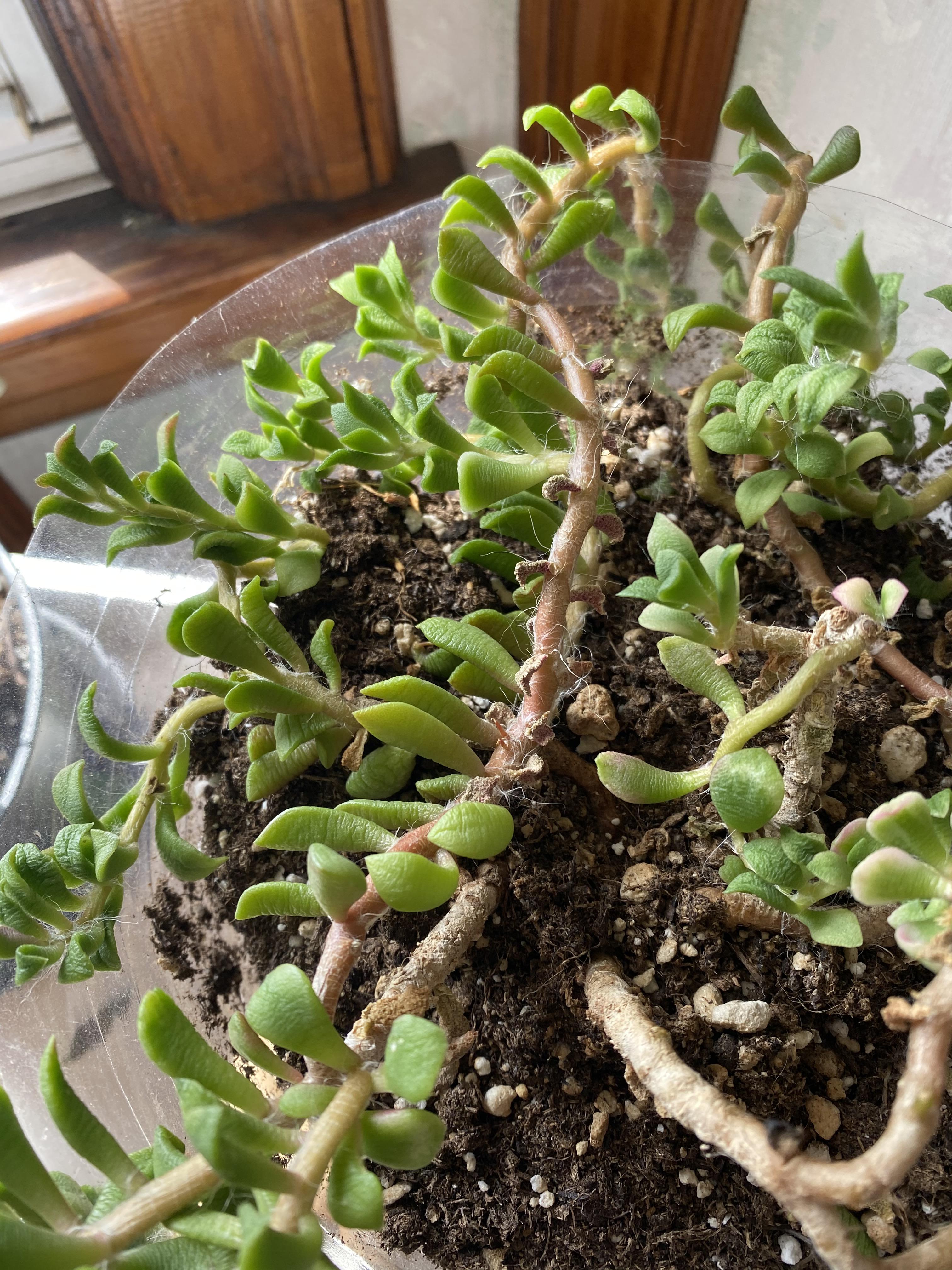 Help! I don’t know what’s going on with my plants all of
