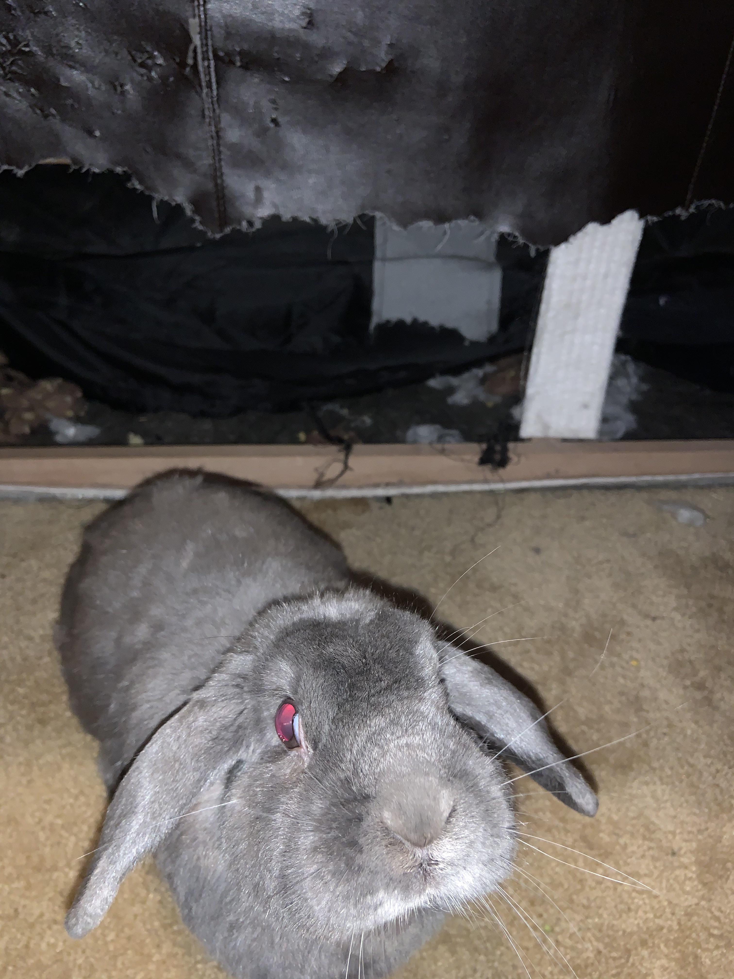 My rabbit ate my sectional.. r/Wellthatsucks