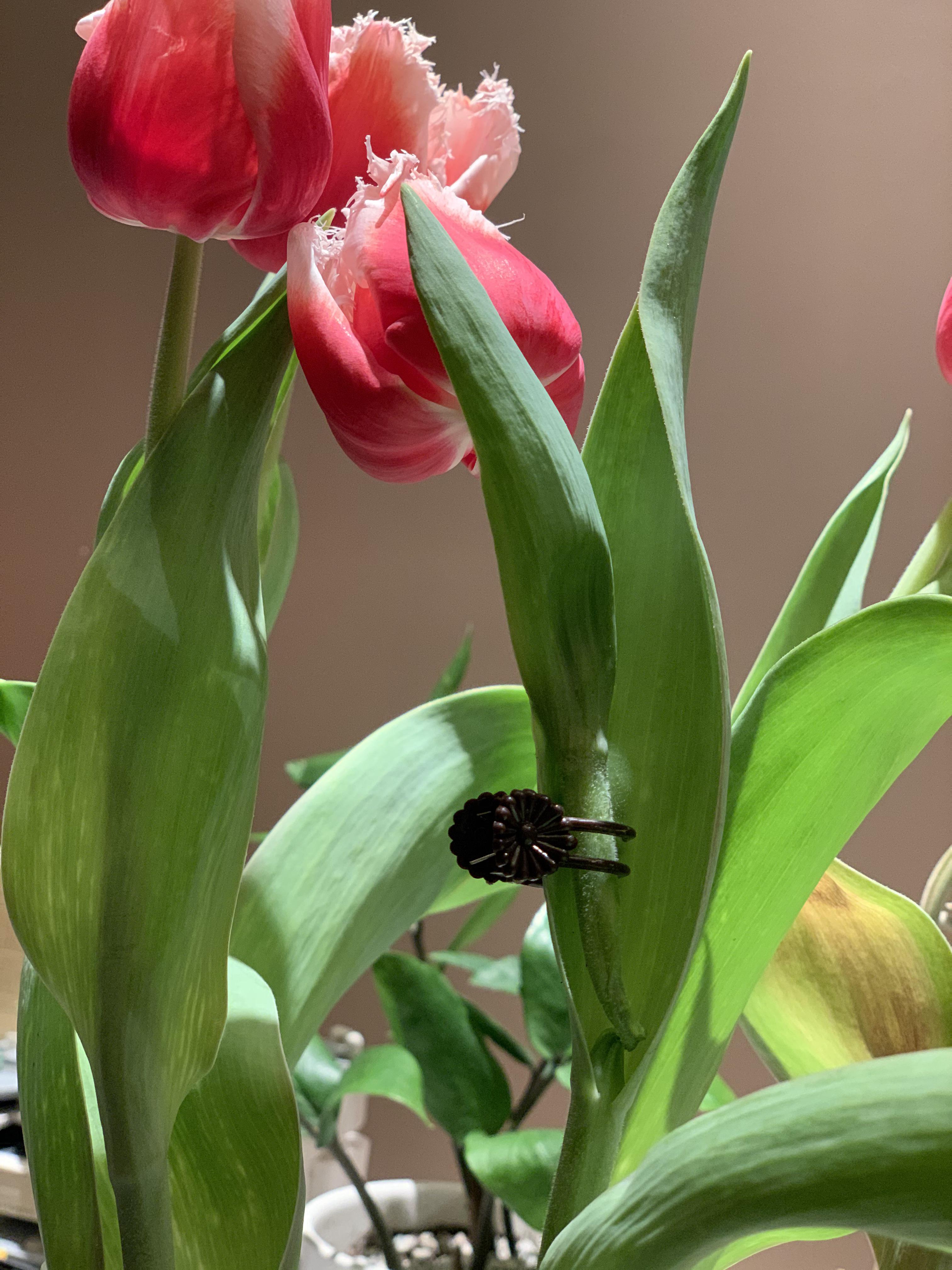 How do I fix a broken tulip stem? r/gardening